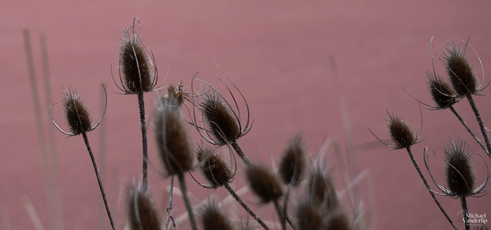 Teasel along the Bear Creek Greenway near Talent, Oregon.