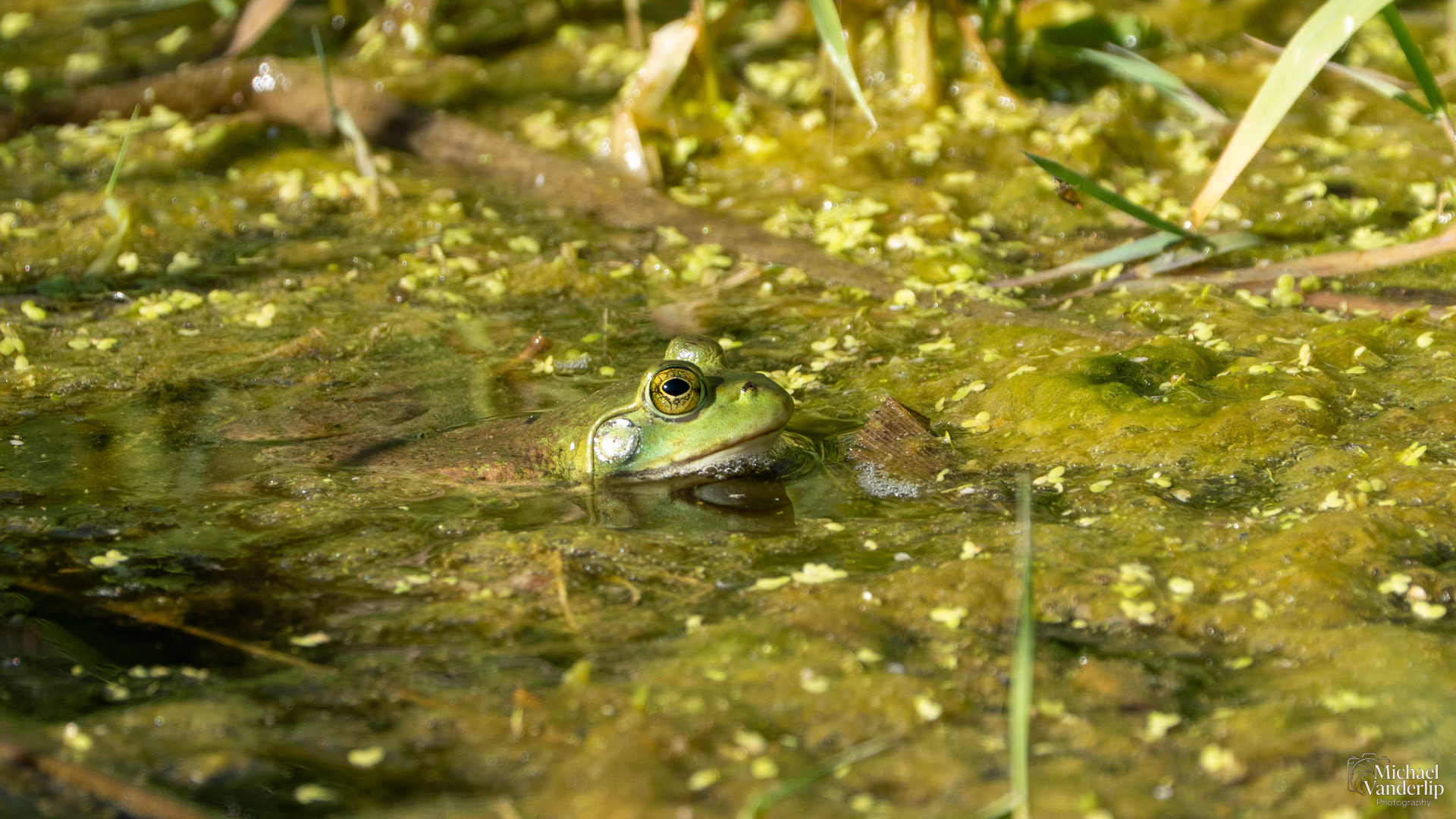 American Bullfrog along the Bear Creek Greenway near Talent, Oregon.