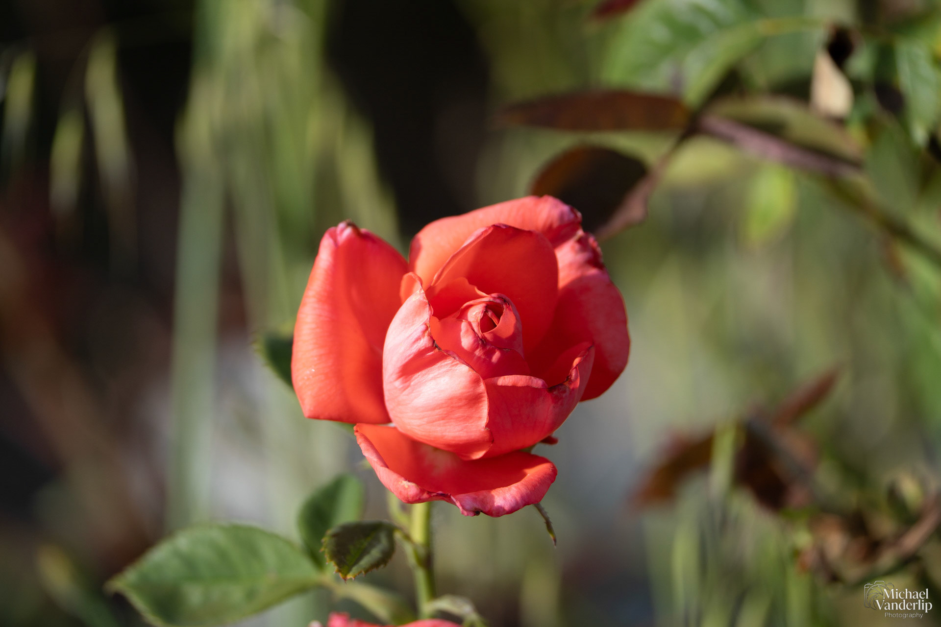 Rose in Talent, Oregon.