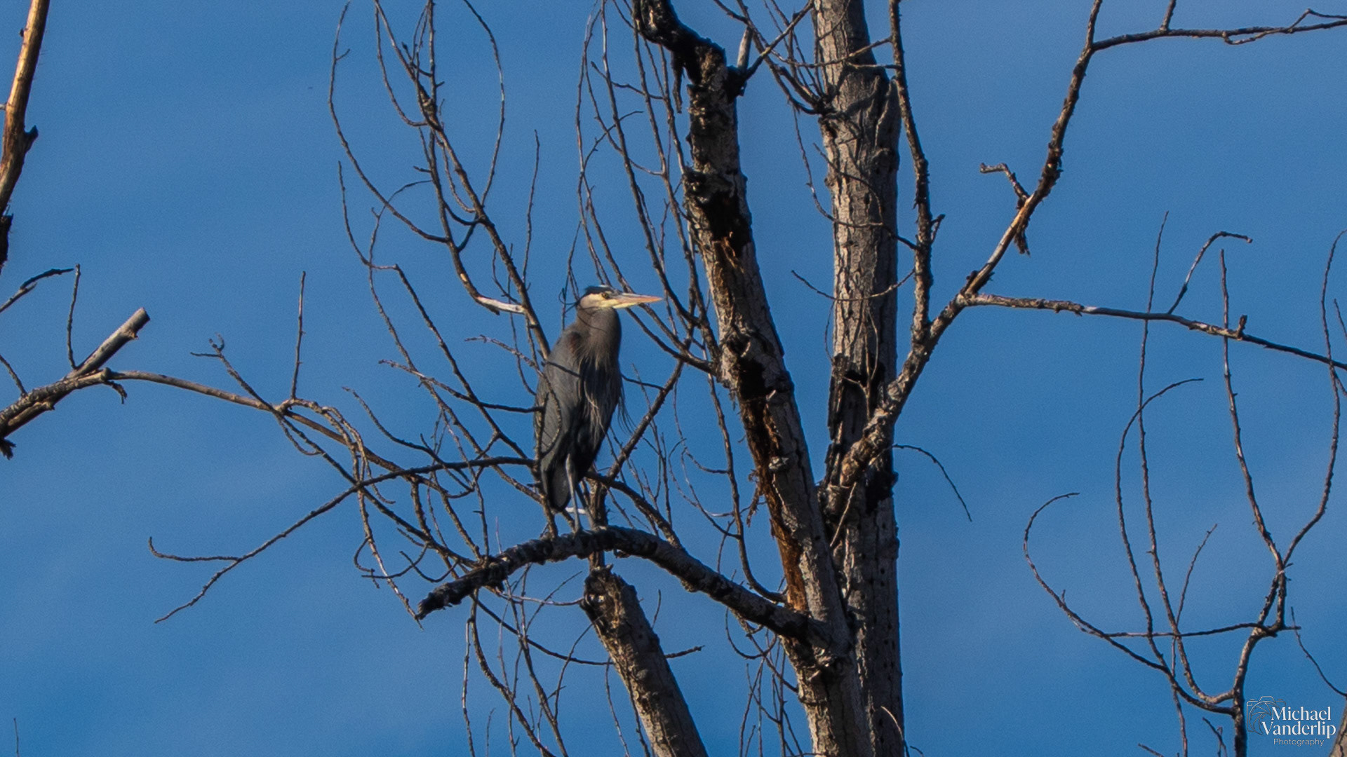 A Great Blue Heron in a tree along the Talent Greenway.