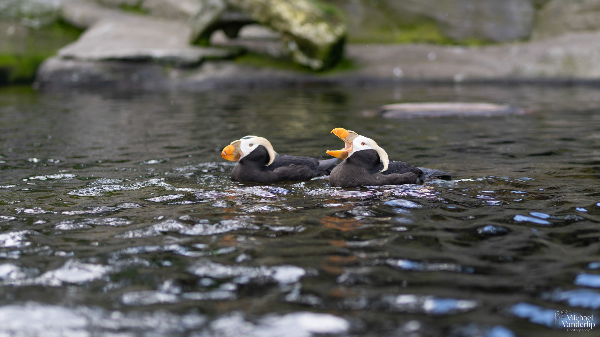 Tufted Puffin at the Oregon Coast Aquarium, Newport, Oregon.