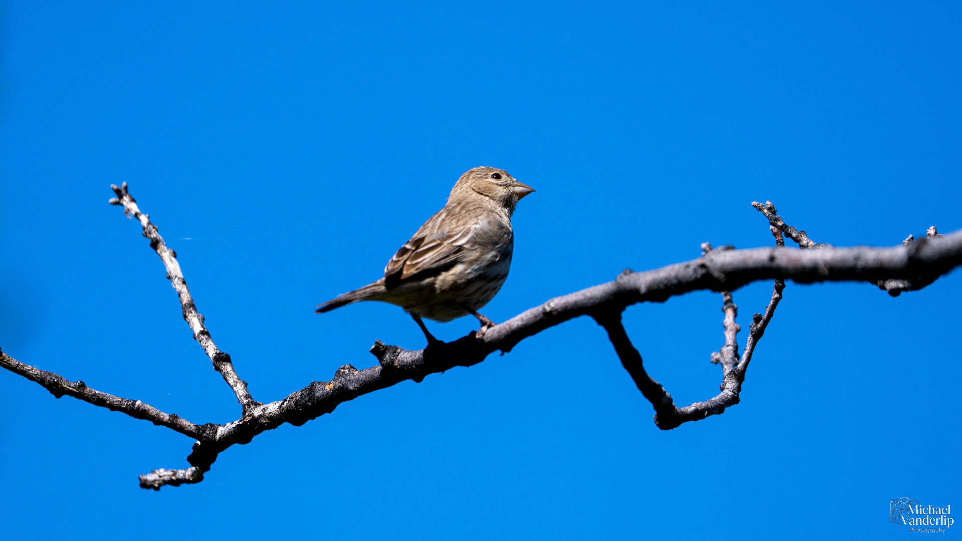 House Finch along the Roxy Ann Trail, Medford, Oregon.