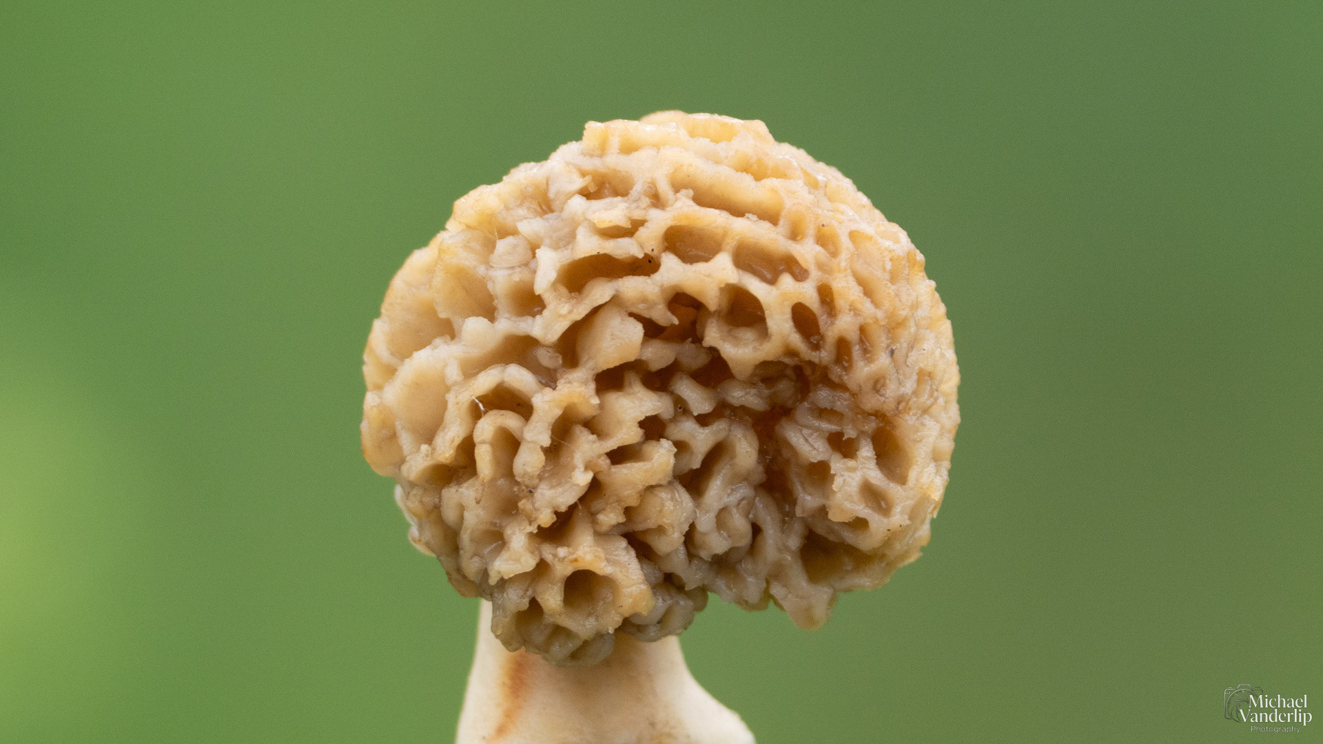 Morel Mushroom along the Bear Creek Greenway near Talent, Oregon.
