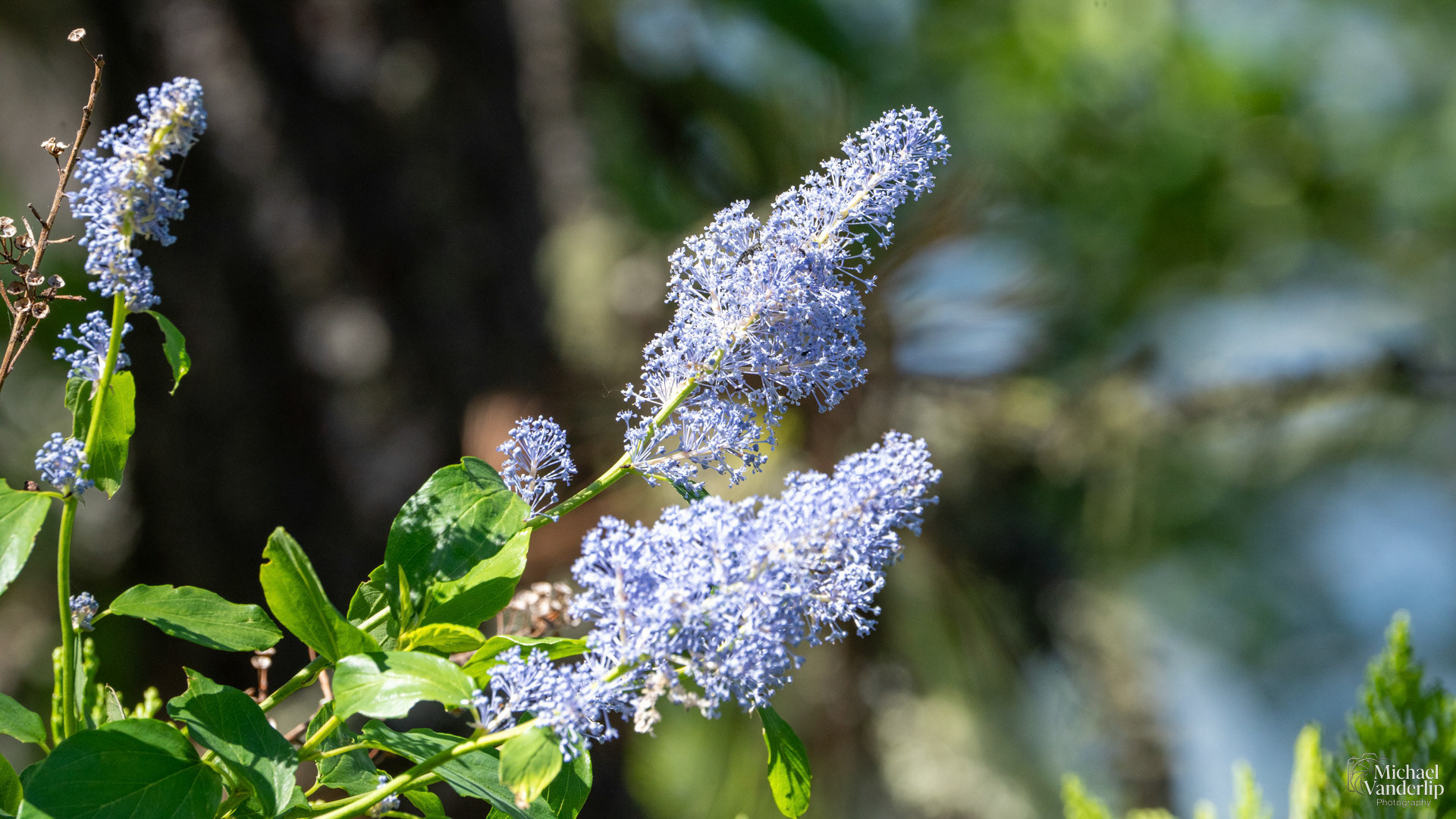 California Lilac along the Roxy Ann Trail, Medford, Oregon.