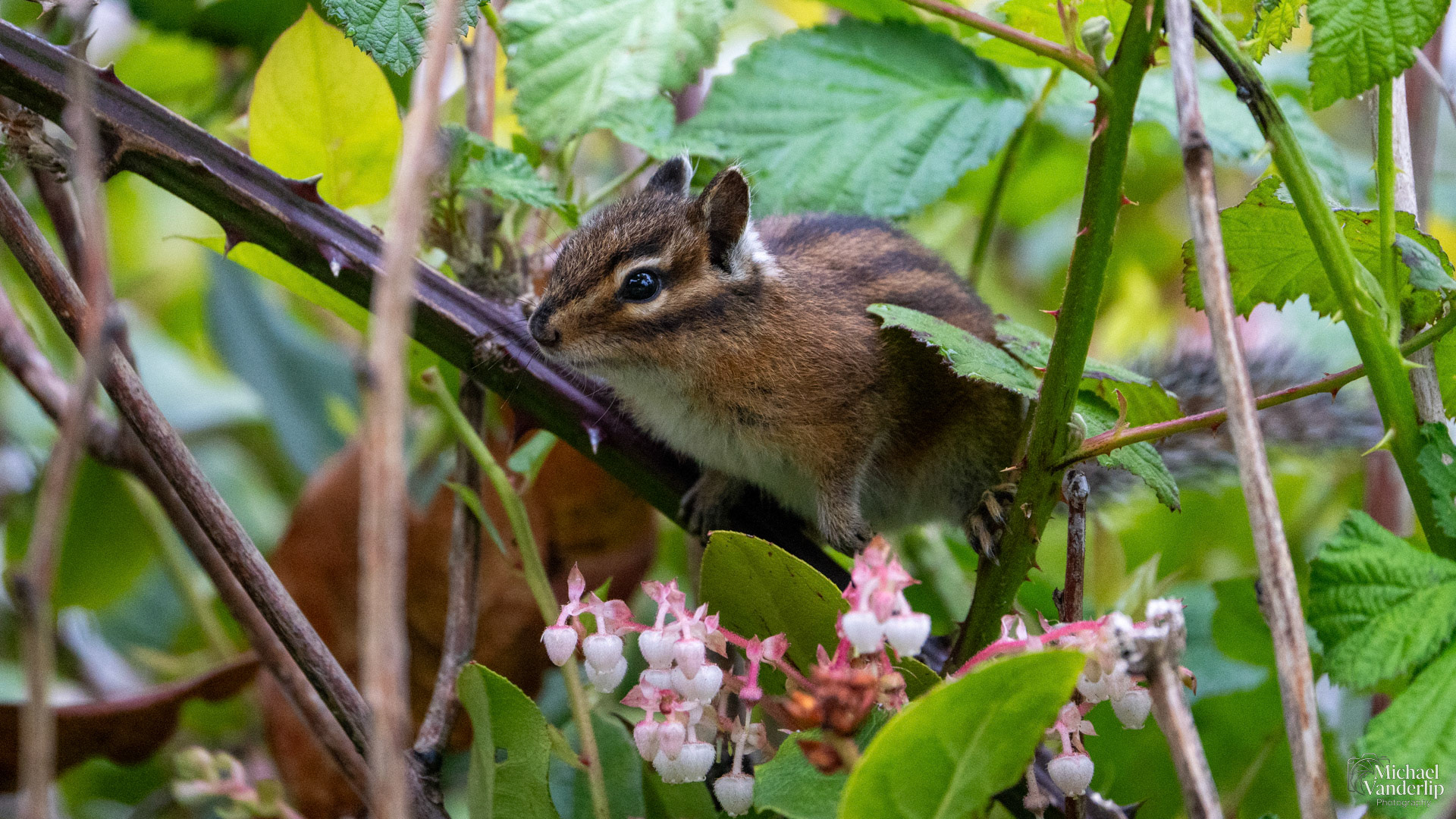 Townsend's Chipmunk along the coast ner Lincoln CIty, Oregon.