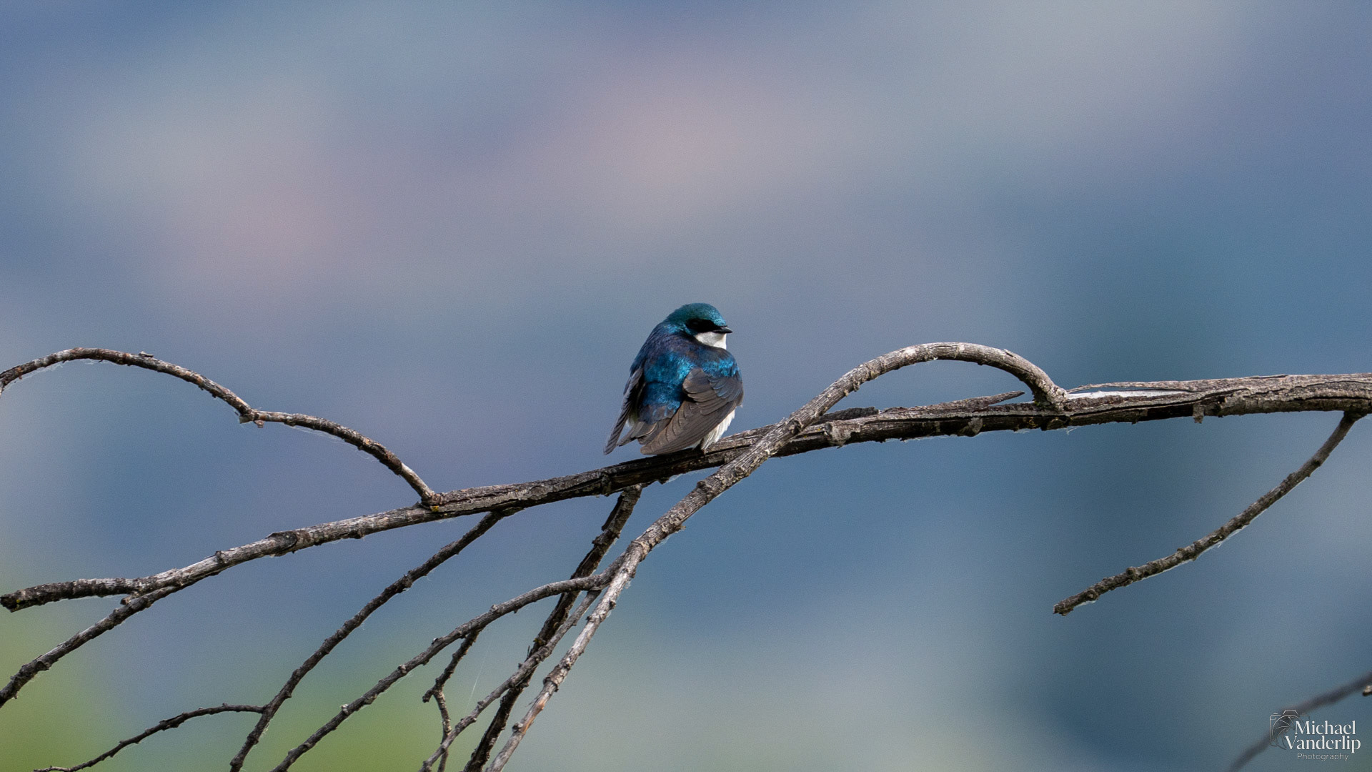 Tree Swallow along the Bear Creek Greenway near Talent, Oregon.