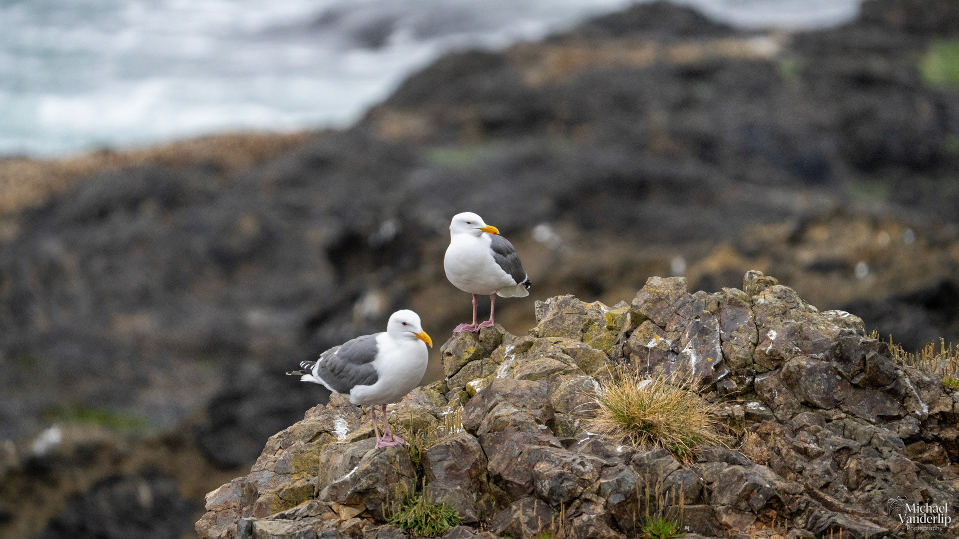Seagulls on the coast, Depoe Bay, Oregon.