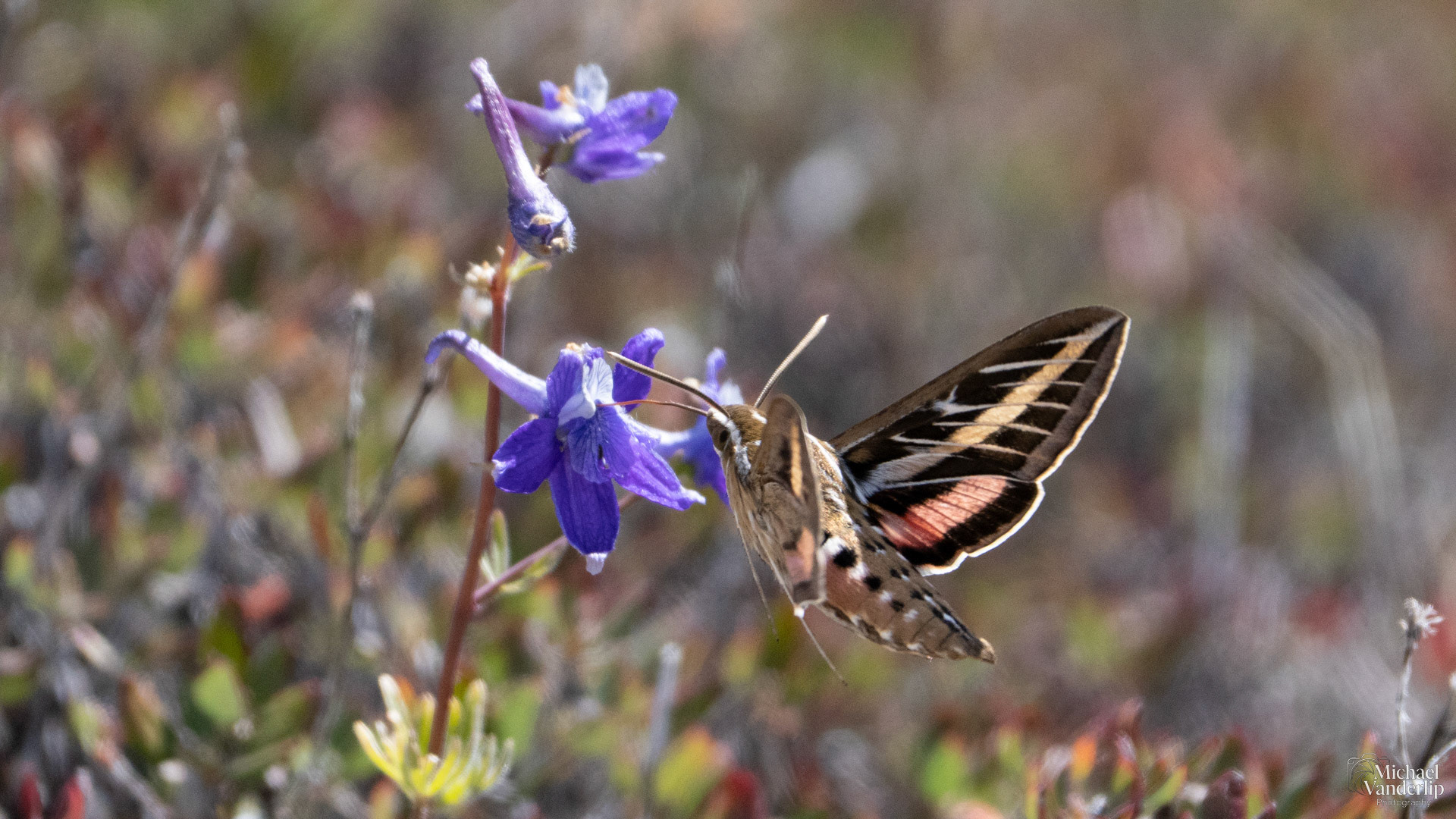 White-Lined Sphinx Moth along the Pacific Crest Trail near Mt. Ashland, Oregon.
