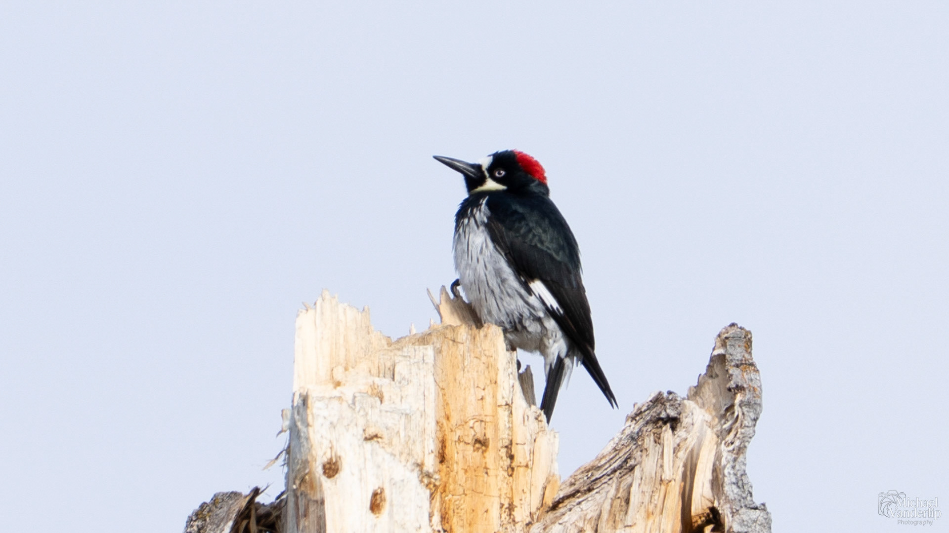 Acorn Woodpecker along the Bear Creek Greenway near Talent, Oregon.