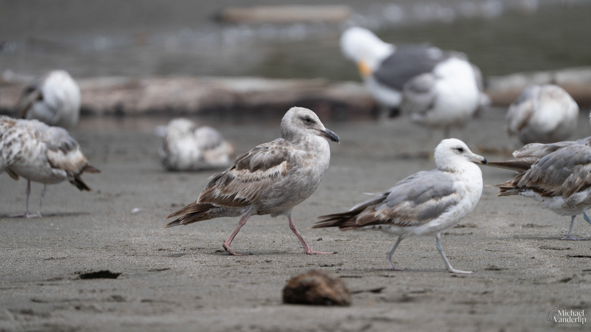 Western Gull on the beach at Harris Beach, Brookings, Oregon.