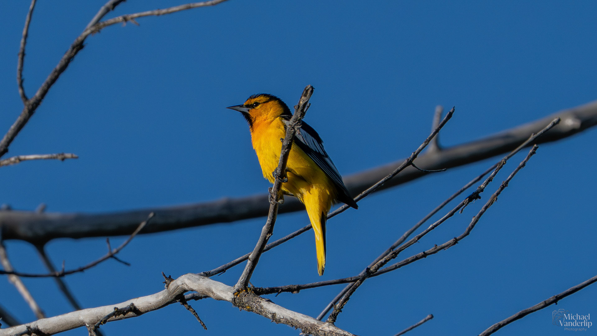 Bullock's Oriole along the Bear Creek Greenway near Talent, Oregon.