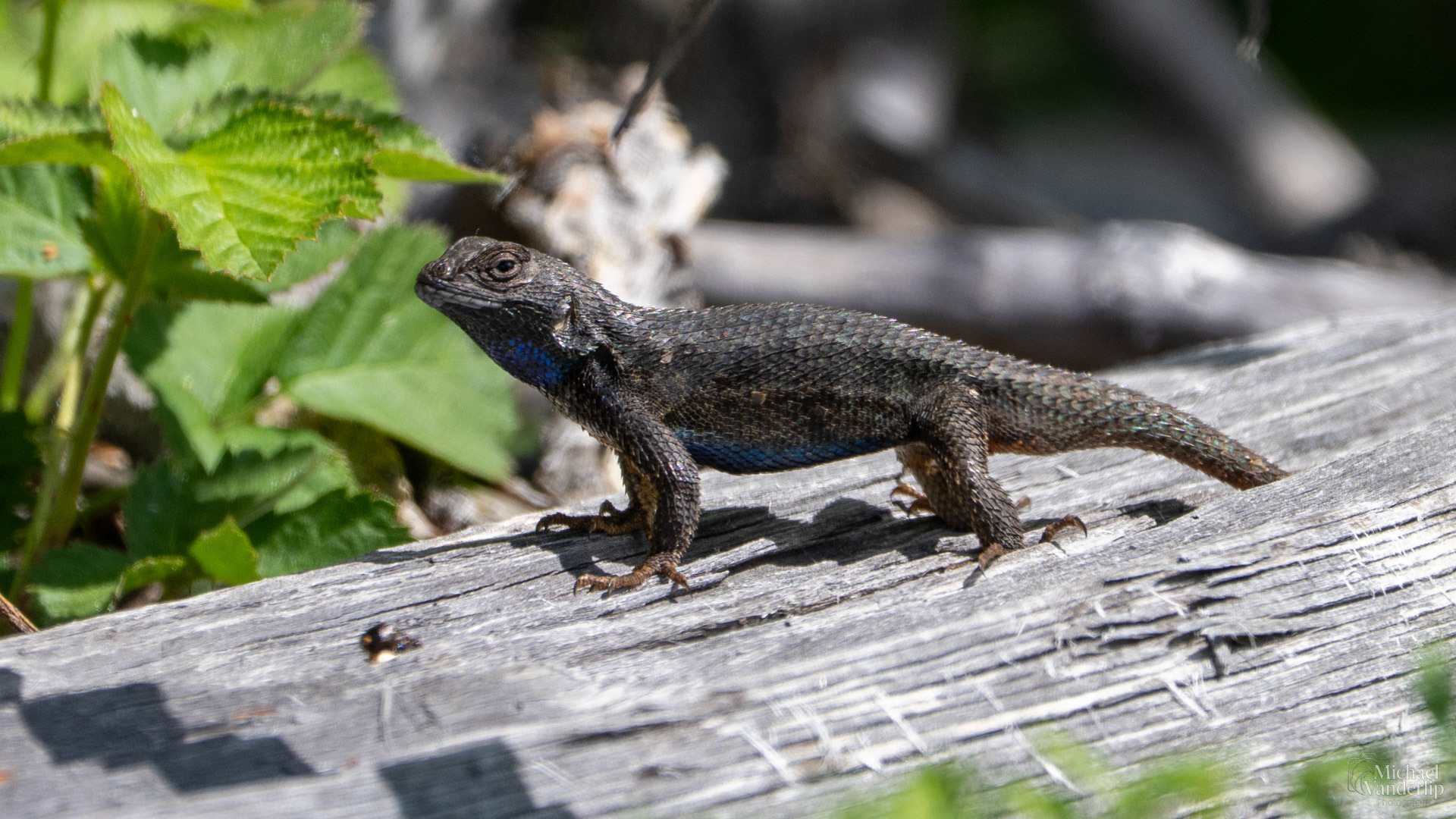 Western Fence Lizard along the Bear Creek Greenway near Talent, Oregon.