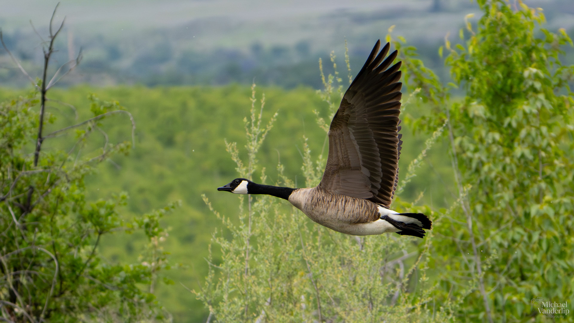 Canada Goose along the Bear Creek Greenway near Talent, Oregon.