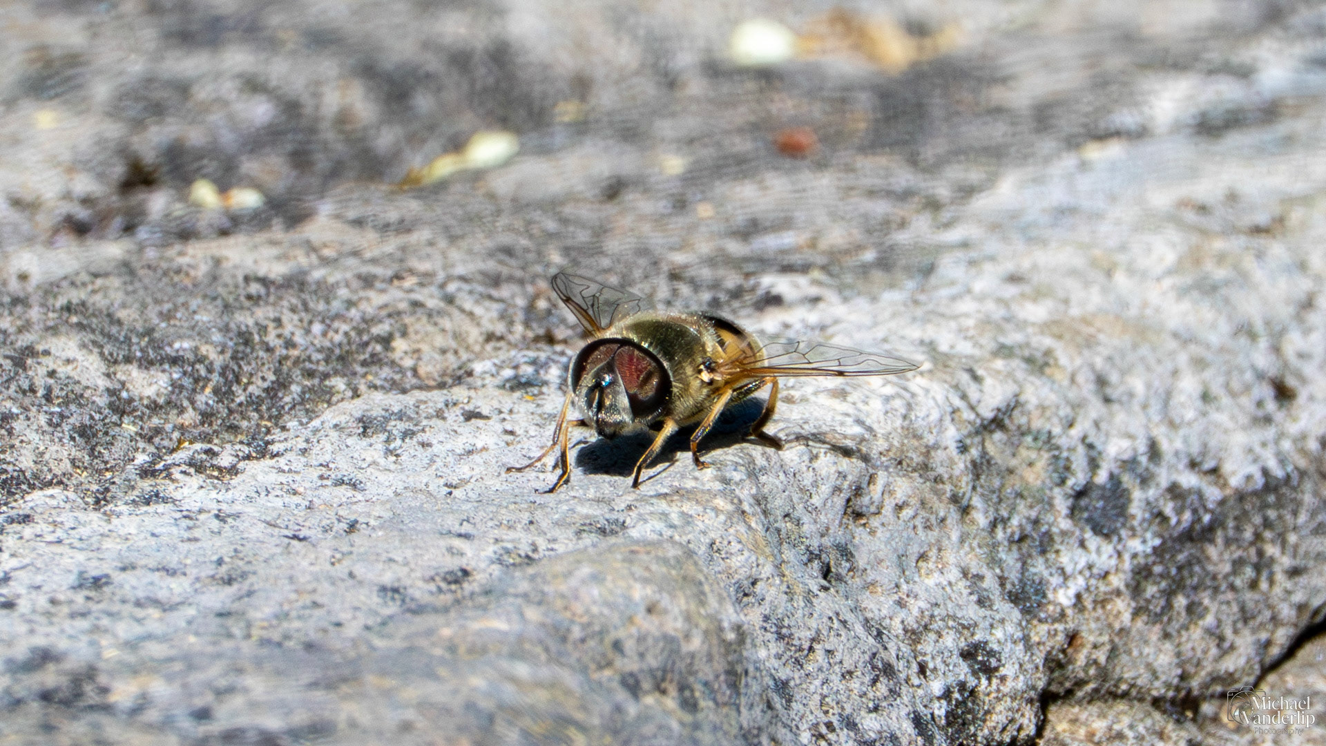 Common Drone Fly on the Roxy Ann Trail, Medford, Oregon.