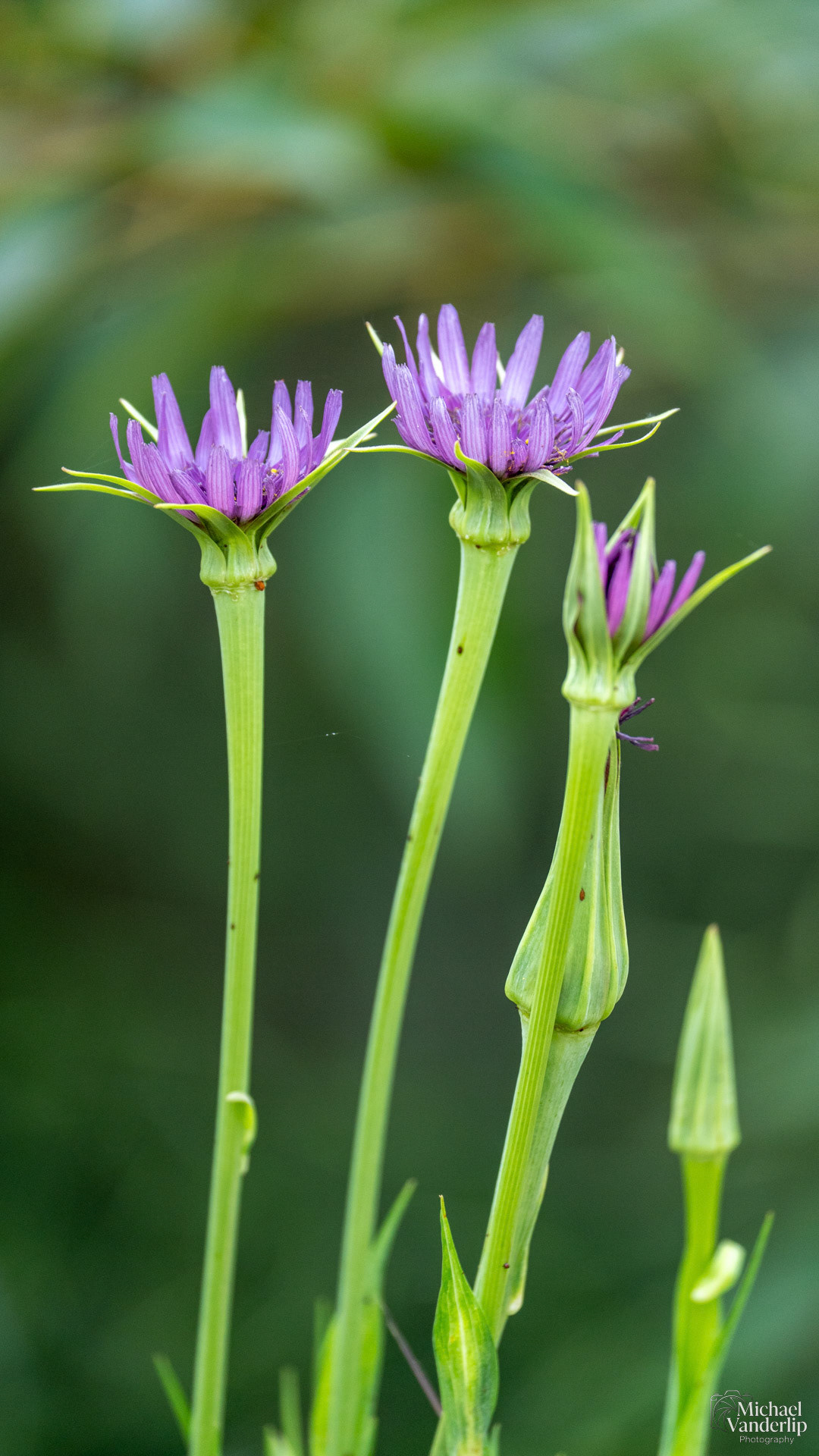 Purple Salsify along the Bear Creek Greenway near Talent, Oregon.