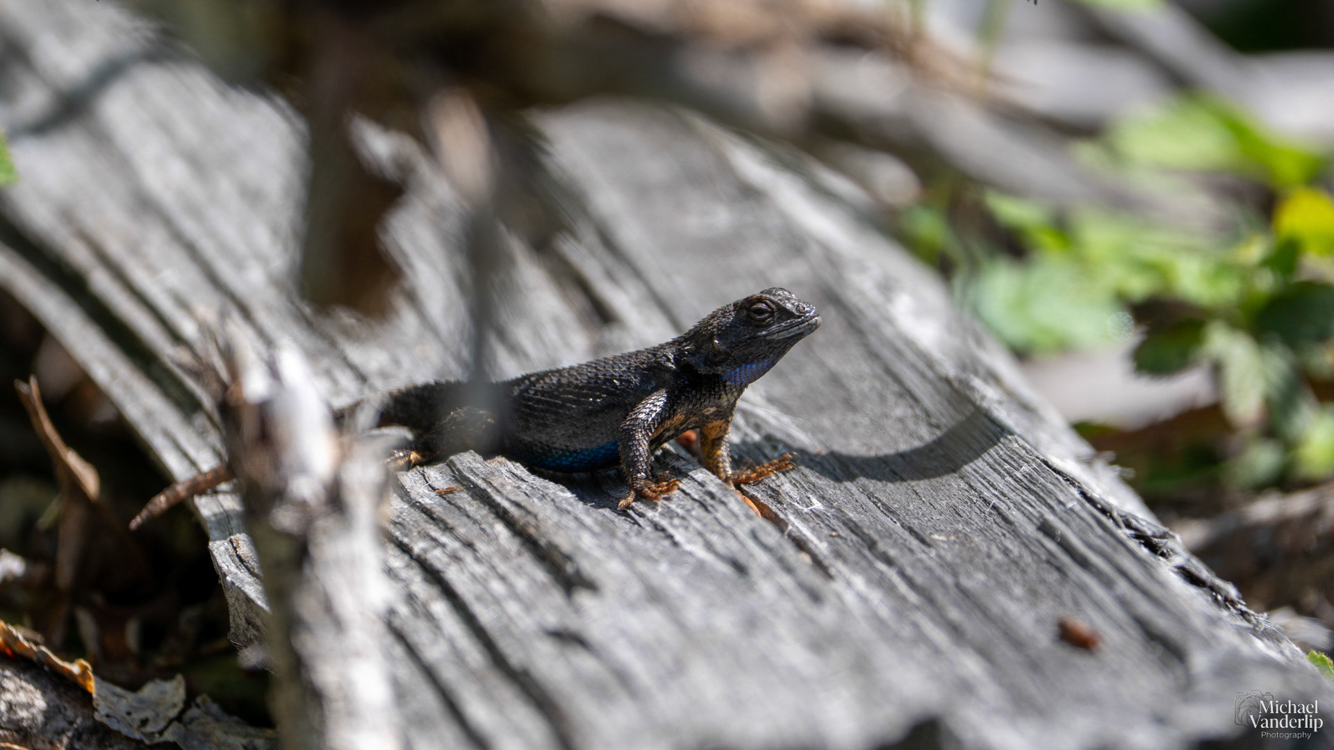 Western Fence Lizard along the Bear Creek Greenway near Talent, Oregon.