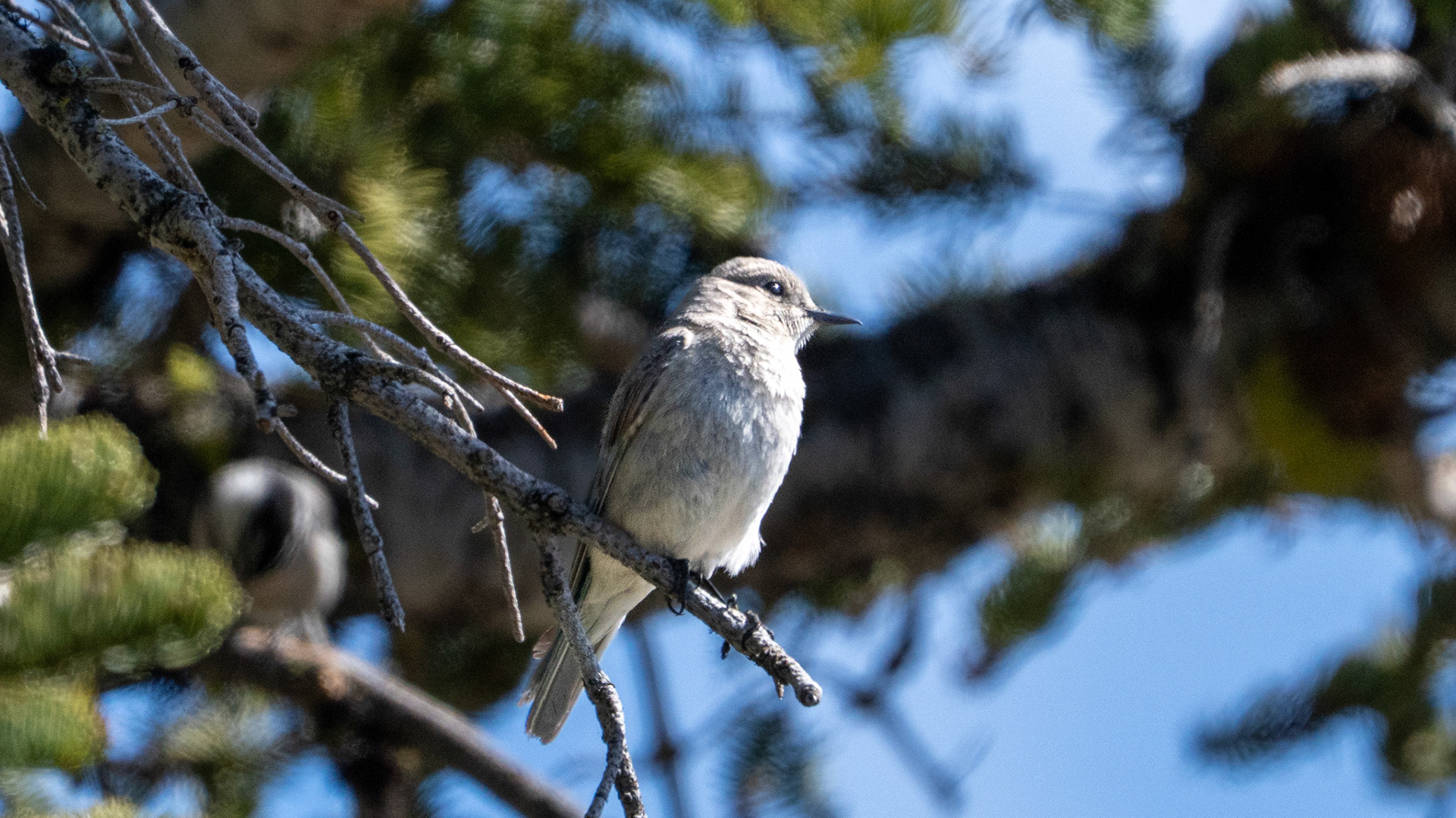 Townsend's Solitaire along the Pacific Crest Trail near Mt. Ashland, Oregon.