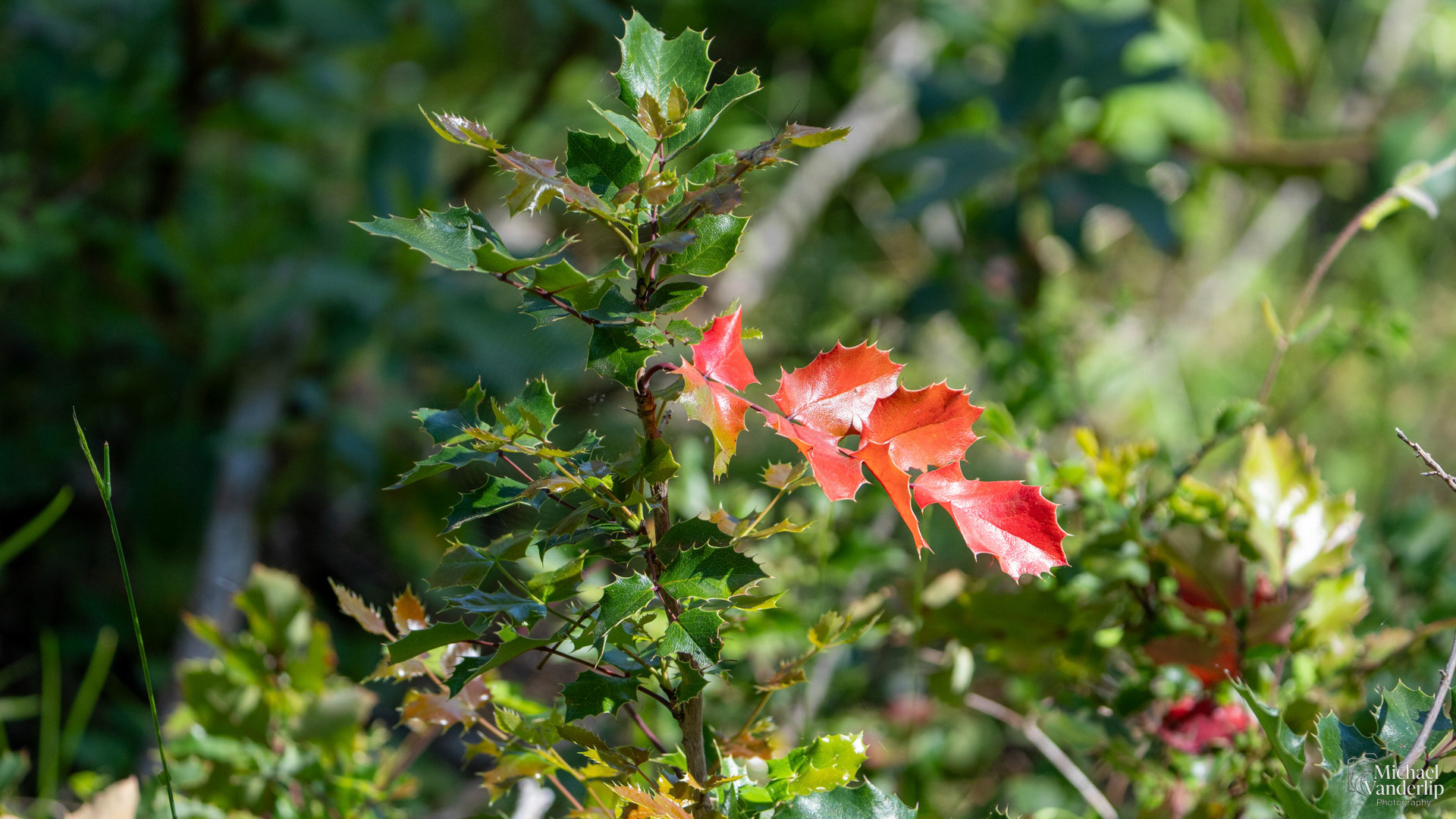 Oregon Grape plant along the White Rabbit Trail near Ashland, Oregon.