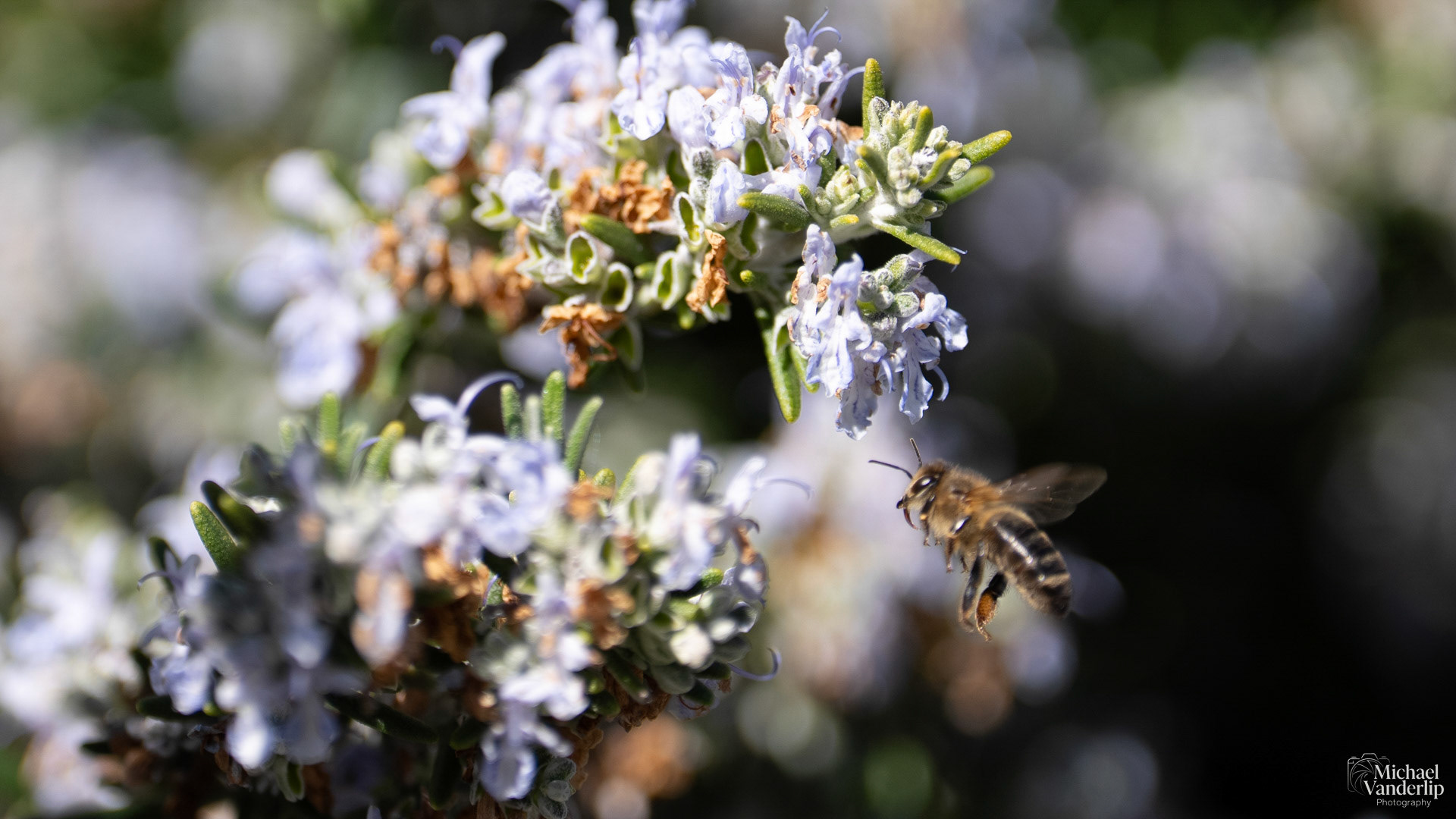 Honey Bee on a Rosemary plant in Talent, Oregon.