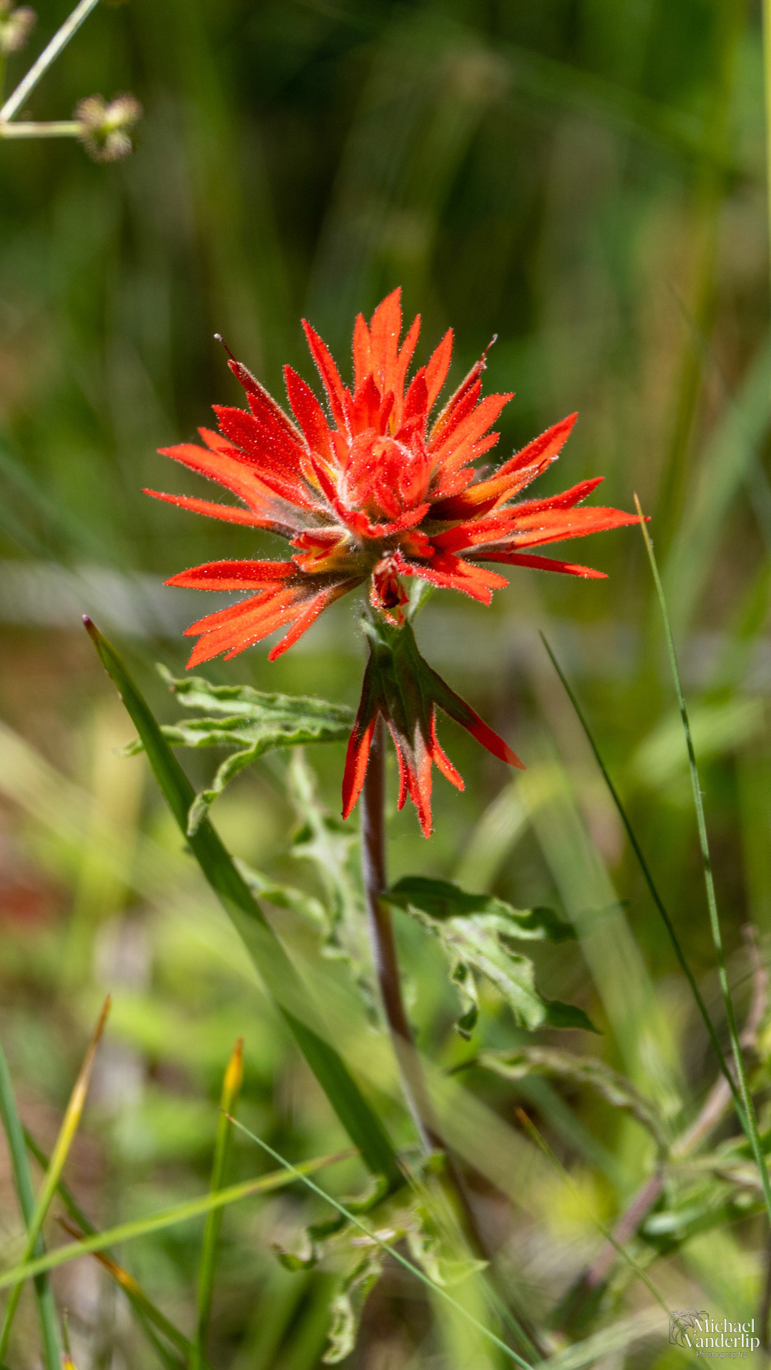 Paintbrush Wildflower along the Roxy Ann Trail, Medford, Oregon.