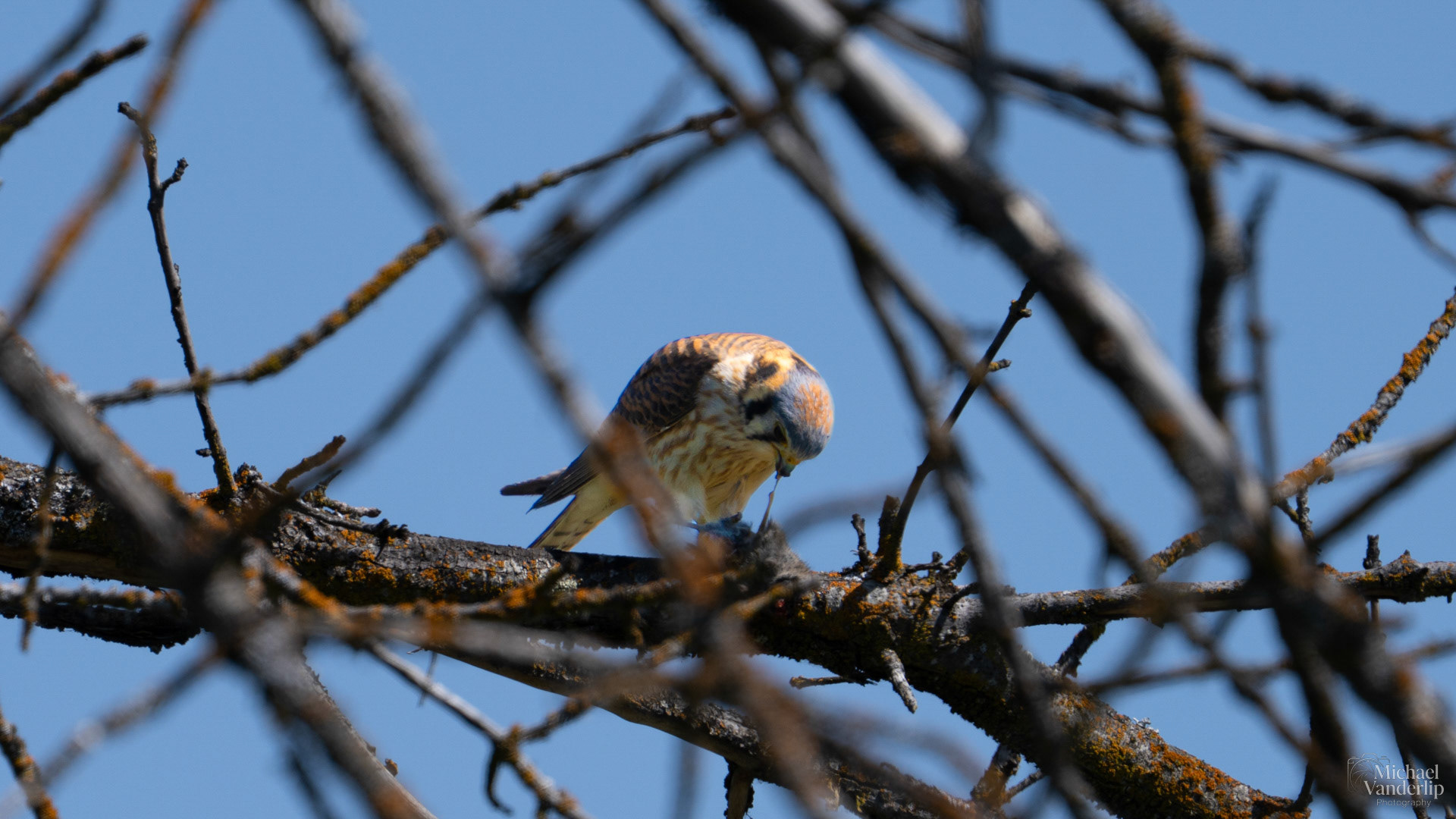 American Kestral eating a rodent along the Bear Creek Greenway near Talent, Oregon.