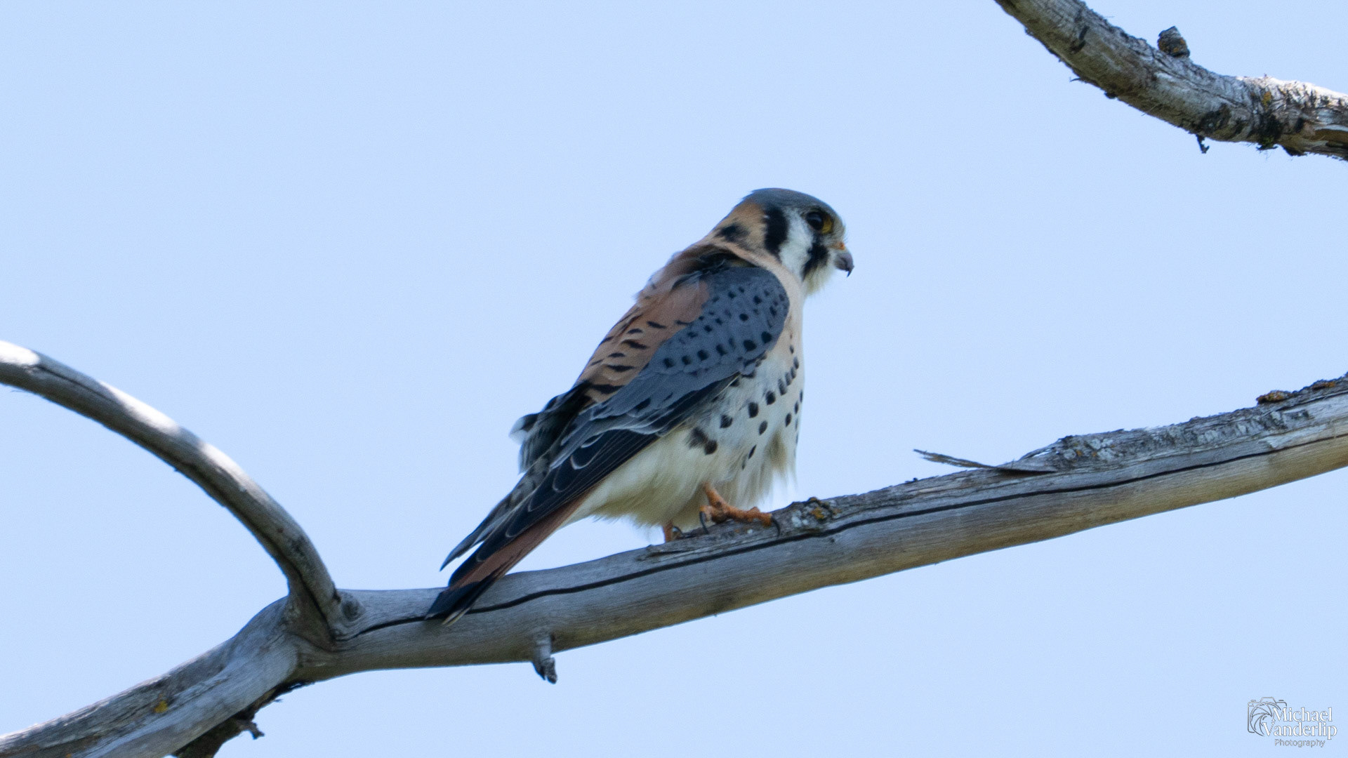 American Kestrel along the Bear Creek Greenway neat Talent, Oregon.