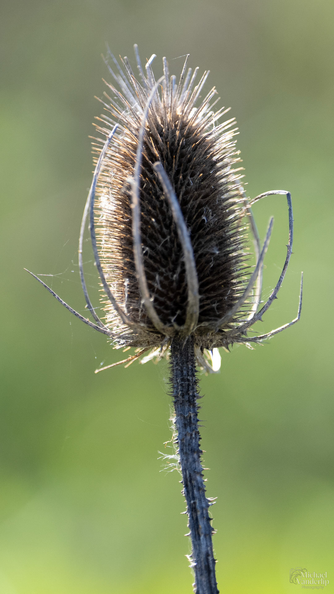 Teasel along the Bear Creek Greenway near Talent, Oregon.