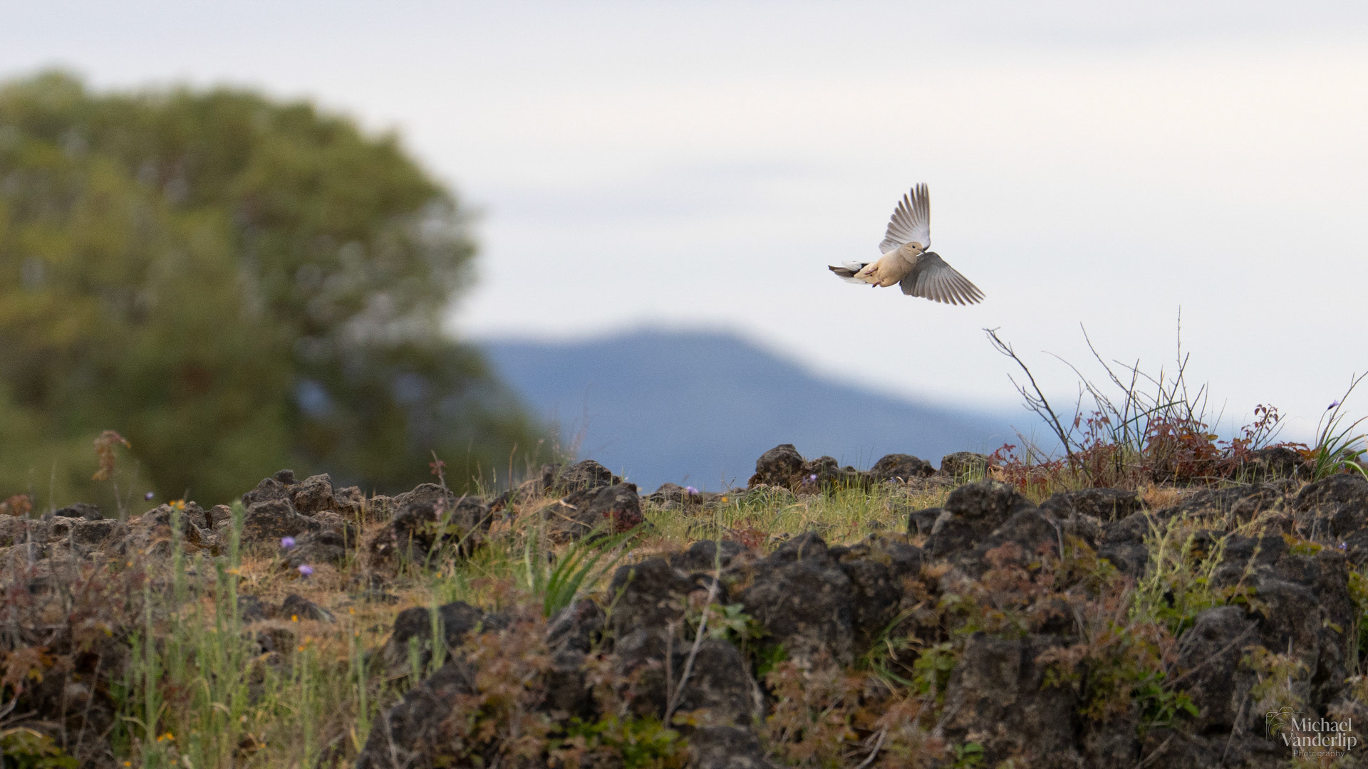 Mourning Dove on Lower Table Rock, Central Point, Oregon.