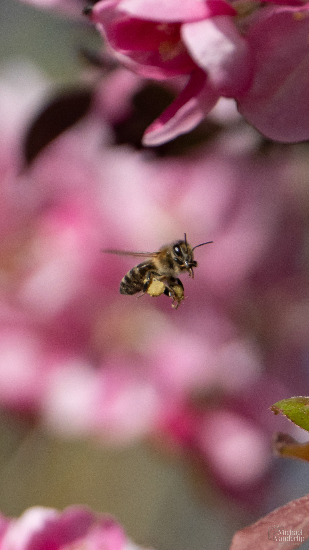 Honey Bee and Crabapple Blossoms along the Bear Creek Greenway near Talent, Oregon.