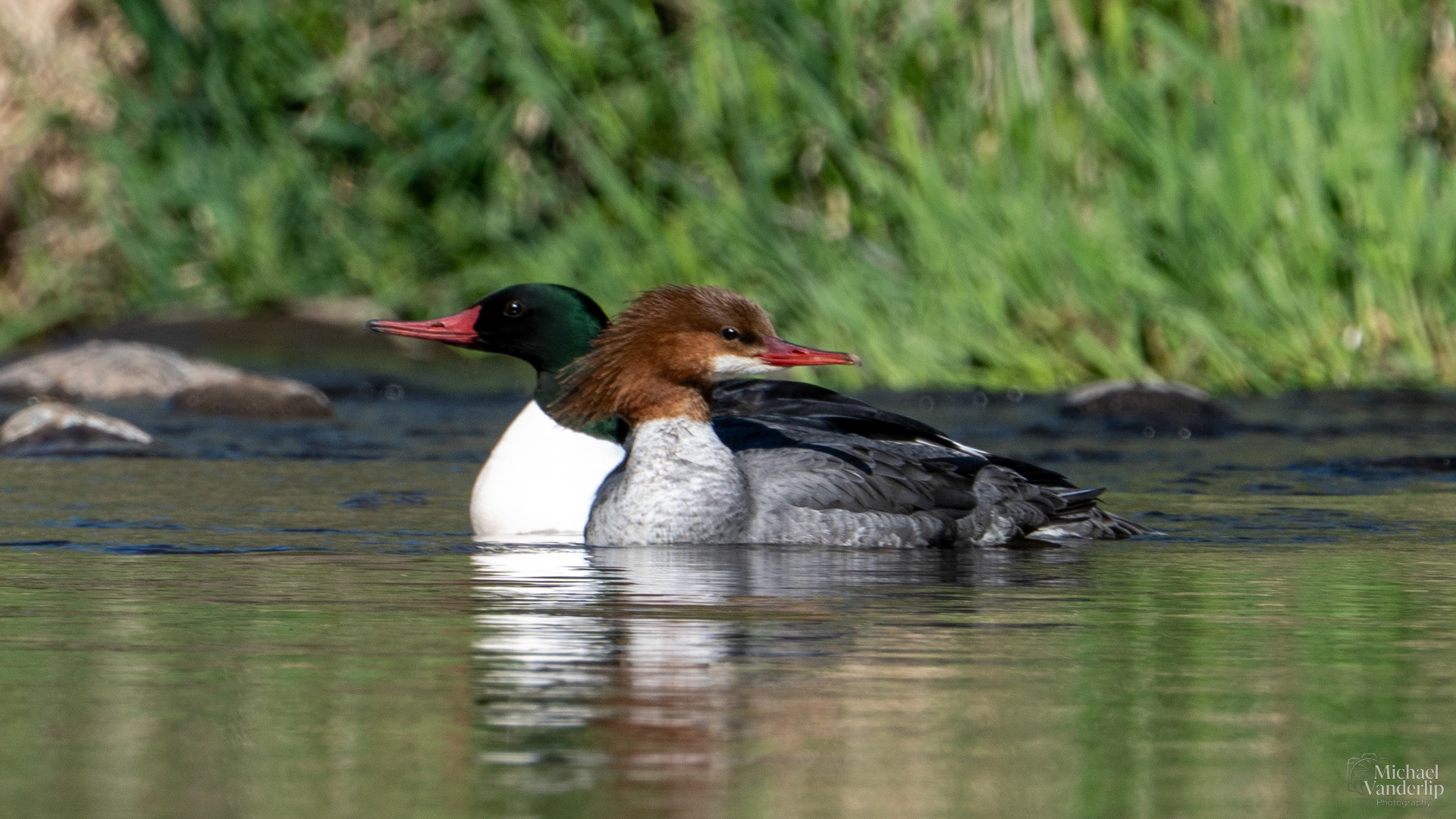 Common Mergansers in Bear Creek along the Bear Creek Greenway near Talent, Oregon.
