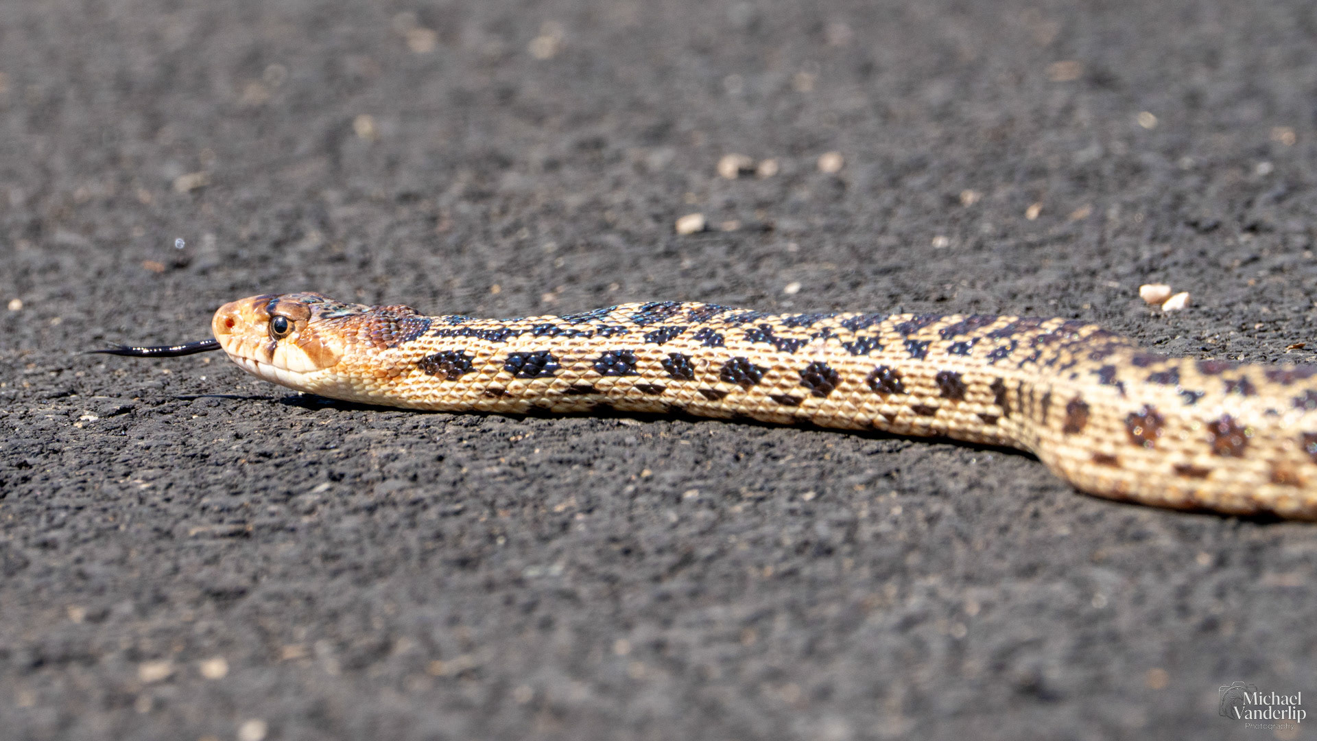 Gopher Snake on the Lower Table Rock Trail, Central Point, Oregon.