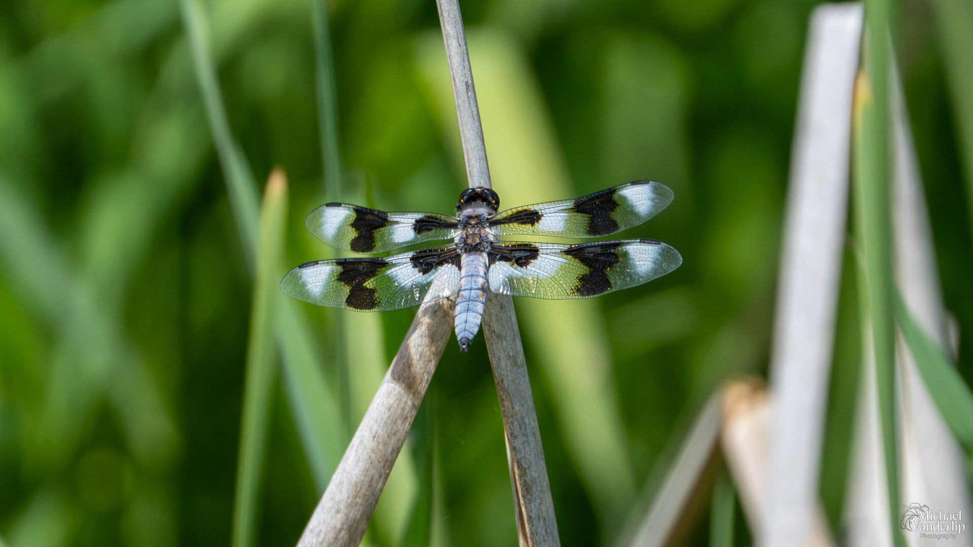 Twelve-Spotted Skimmer Dragonfly along the Bear Creek Greenway near Talent, Oregon.
