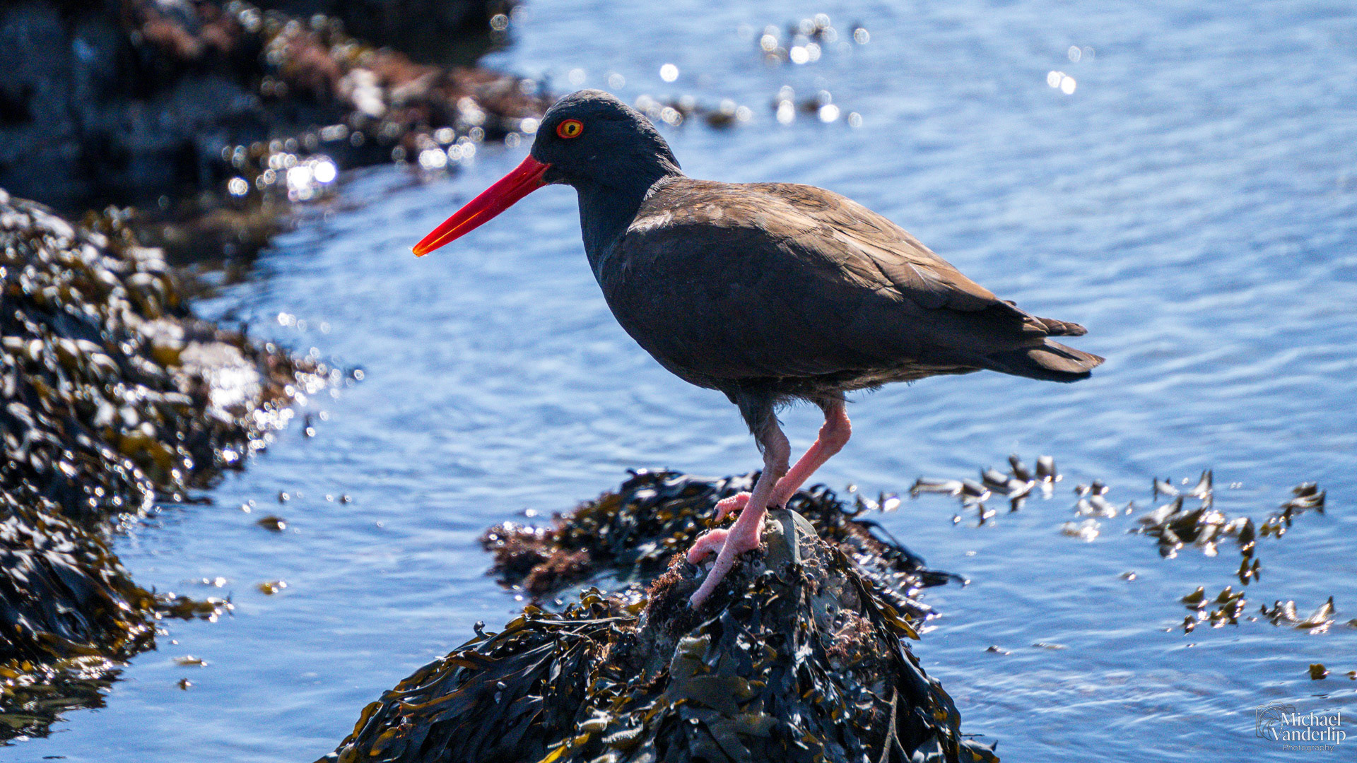 Black Oystercatcher on Harris Beach, Brookings, Oregon.