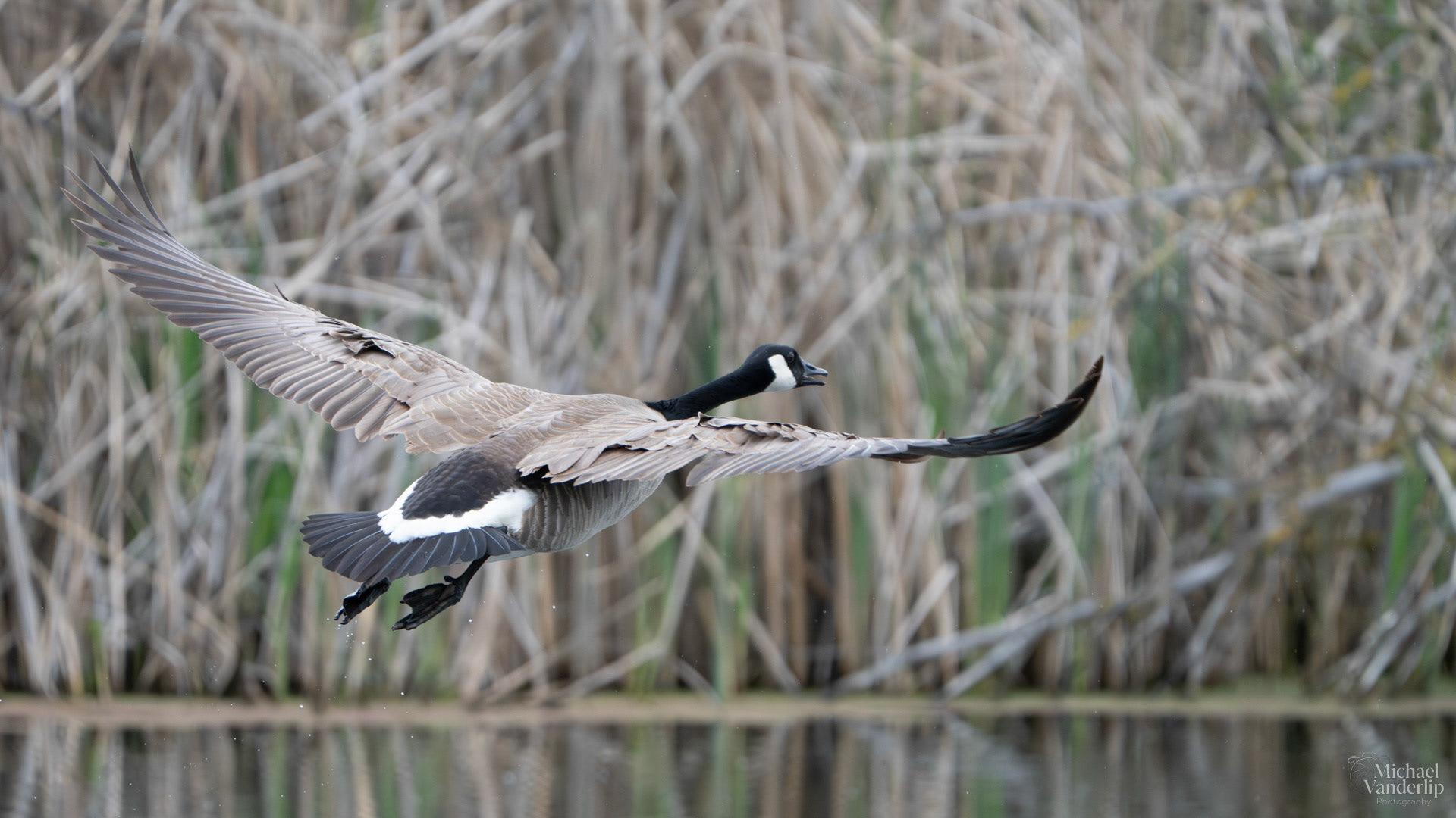 Canada Goose along the Bear Creek Greenway near Talent, Oregon.