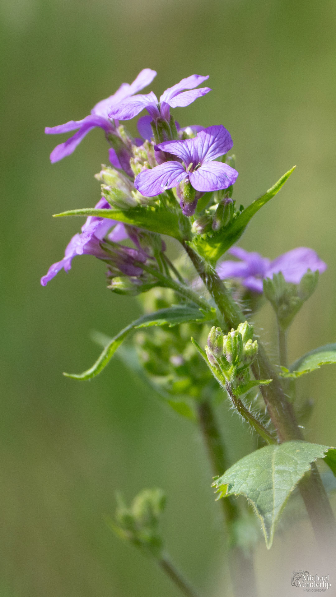Lunaria Annua along the Bear Creek Greenway near Talent, Oregon.