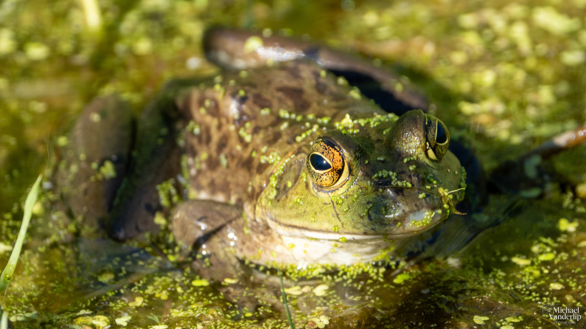 American Bullfrog along the Bear Creek Greenway near Talent, Oregon.