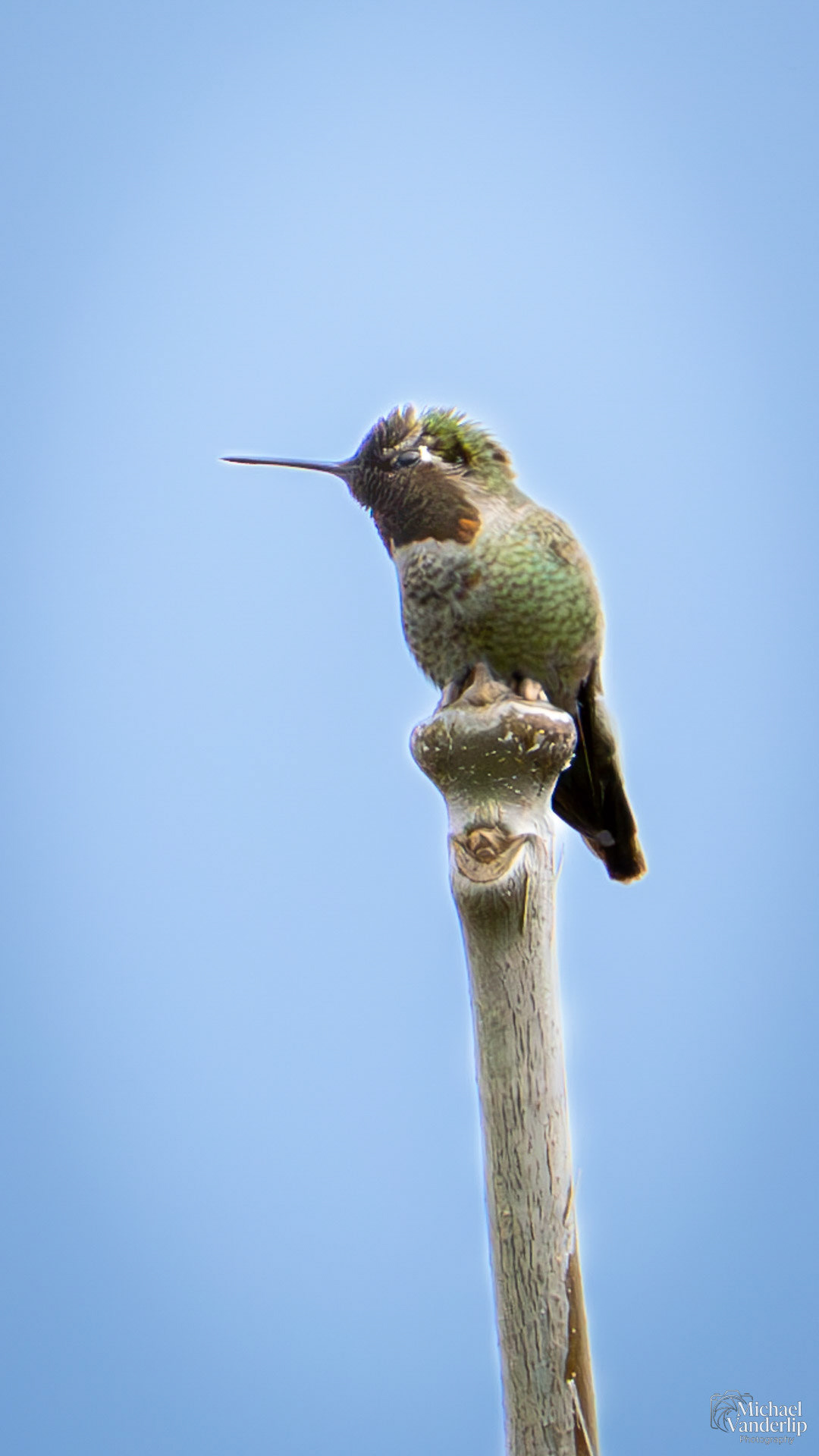 Anna's Hummingbird along the Bear Creek Greenway near Talent, Oregon.