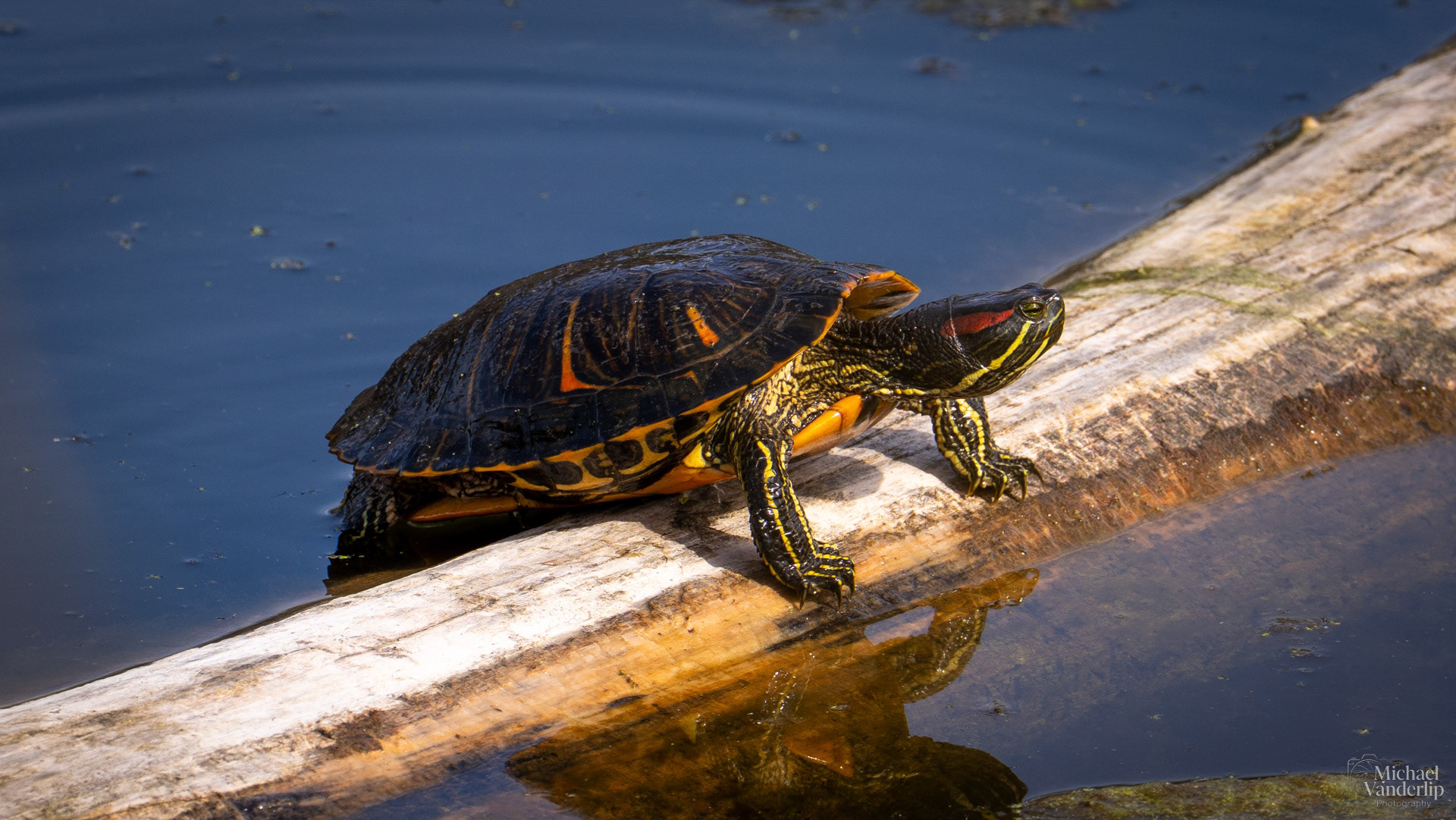 Red Eared Slider along the Bear Creek Greenway near Talent, Oregon.