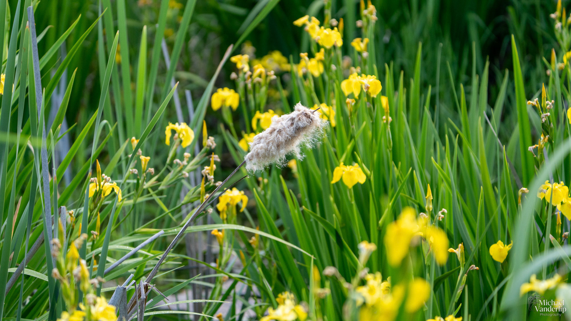 Cattail along the Bear Creek Greenway near Talent, Oregon.