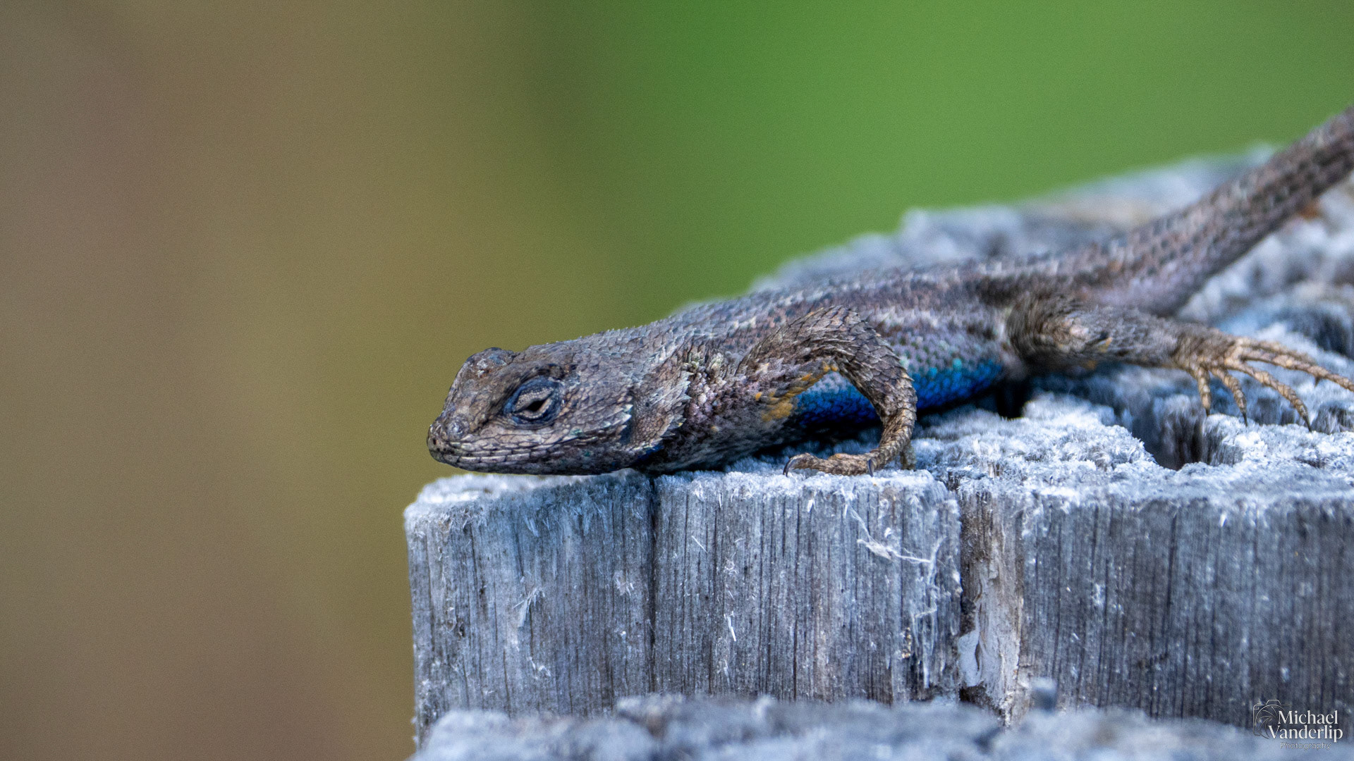 Western Fence Lizard along the Bear Creek Greenway near Talent, Oregon.