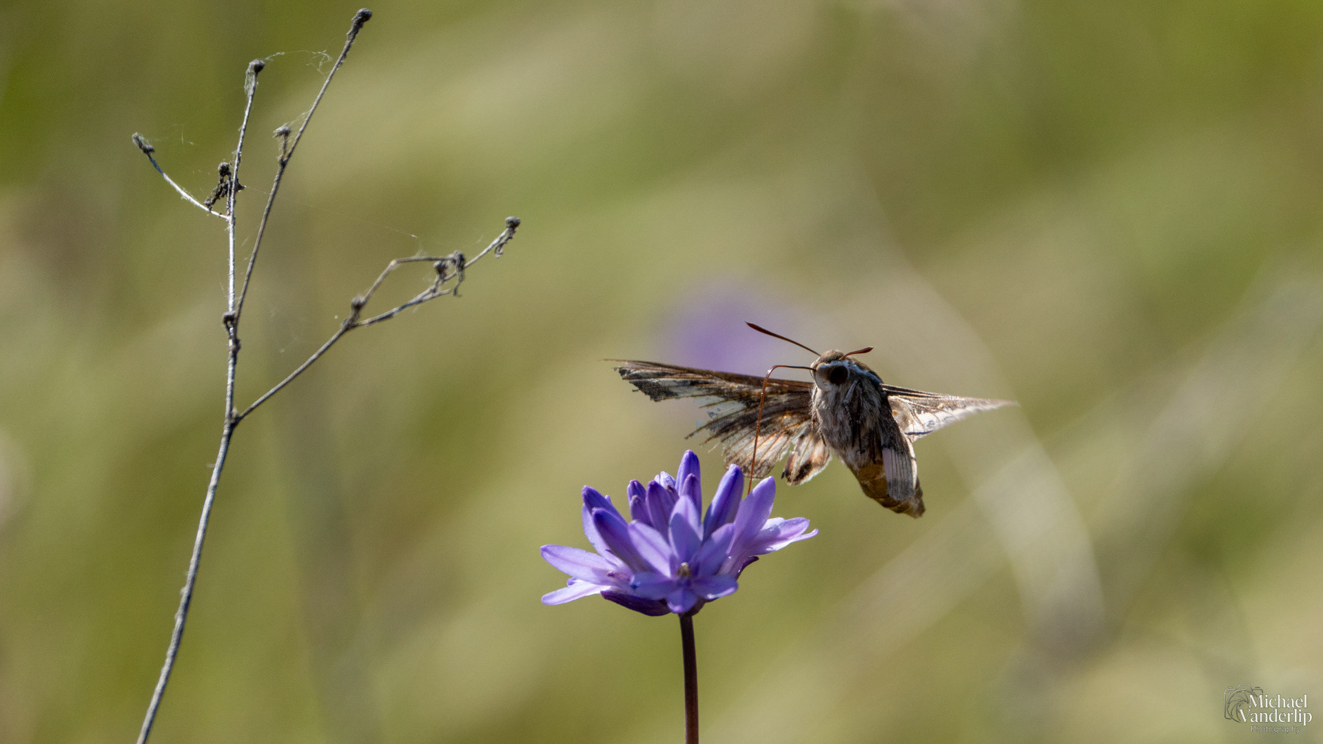 White-Lined Sphinx Moth on Lower Table Rock, Central Point, Oregon.