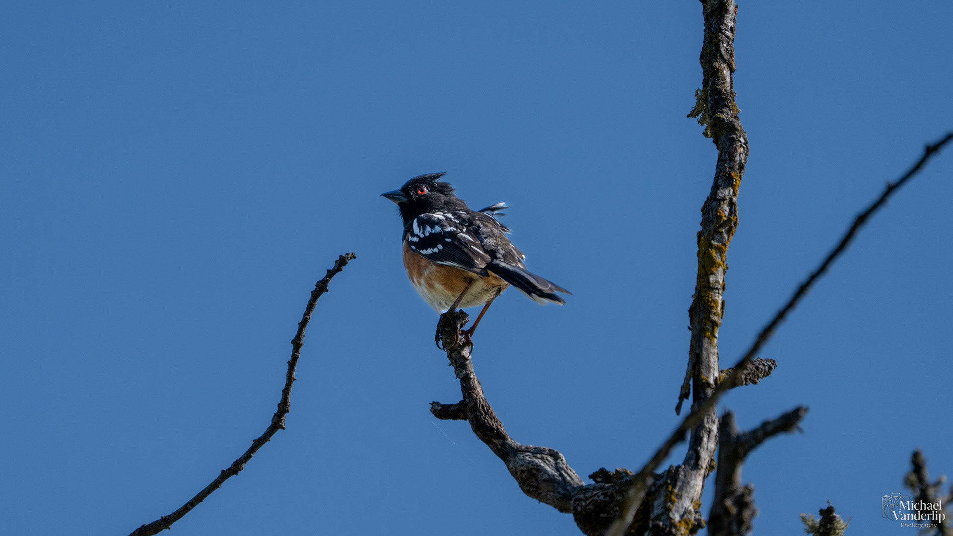 Spotted Towhee on Lower Table Rock, Central Point, Oregon.