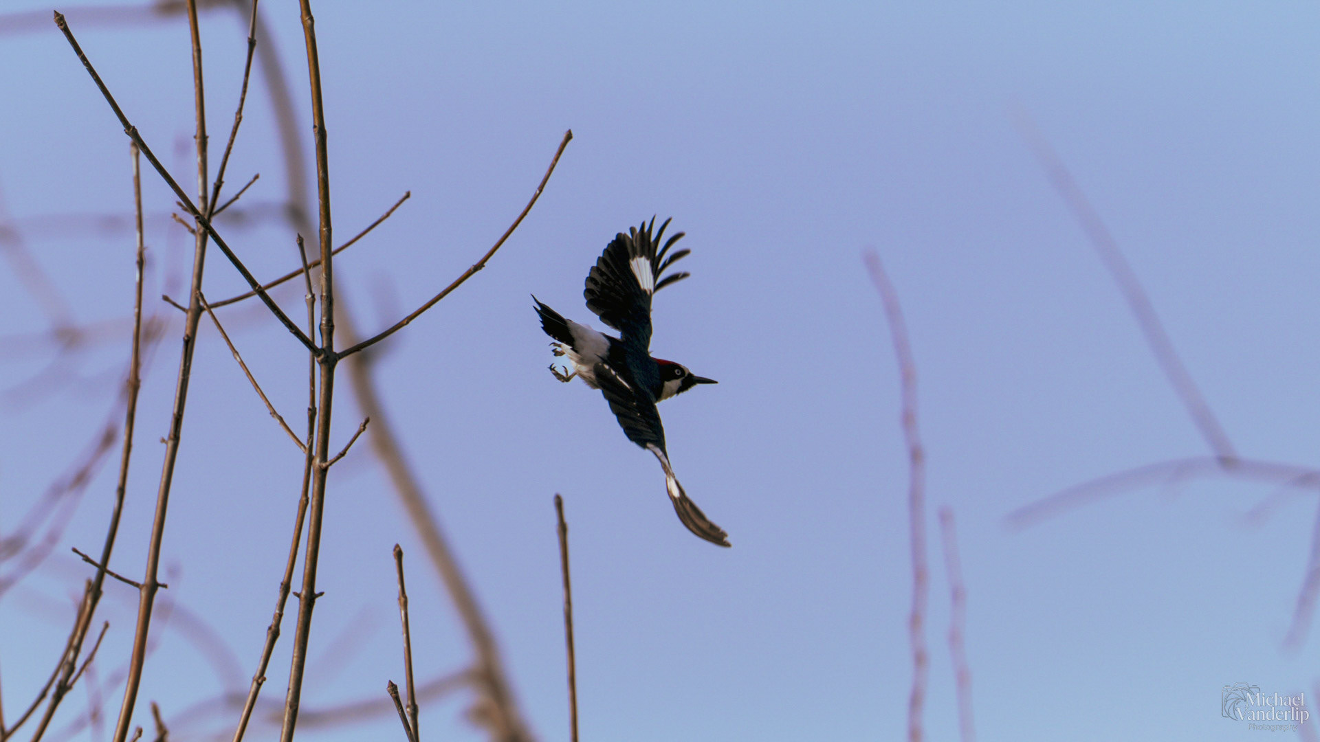 Acorn Woodpecker along the Bear Creek Greenway near Talent, Oregon.