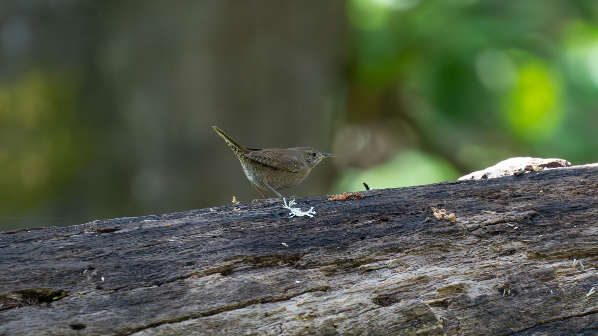 House Wren on Lower Table Rock, Central Point, Oregon.