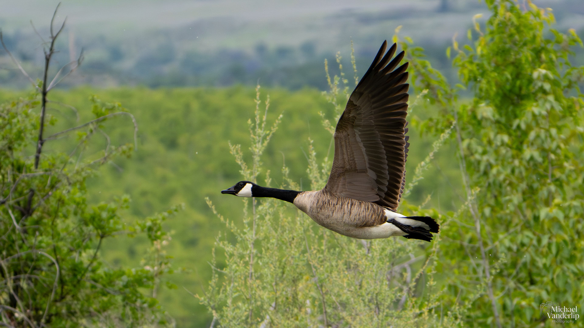 Canada Goose along the Bear Creek Greenway near Talent, Oregon.