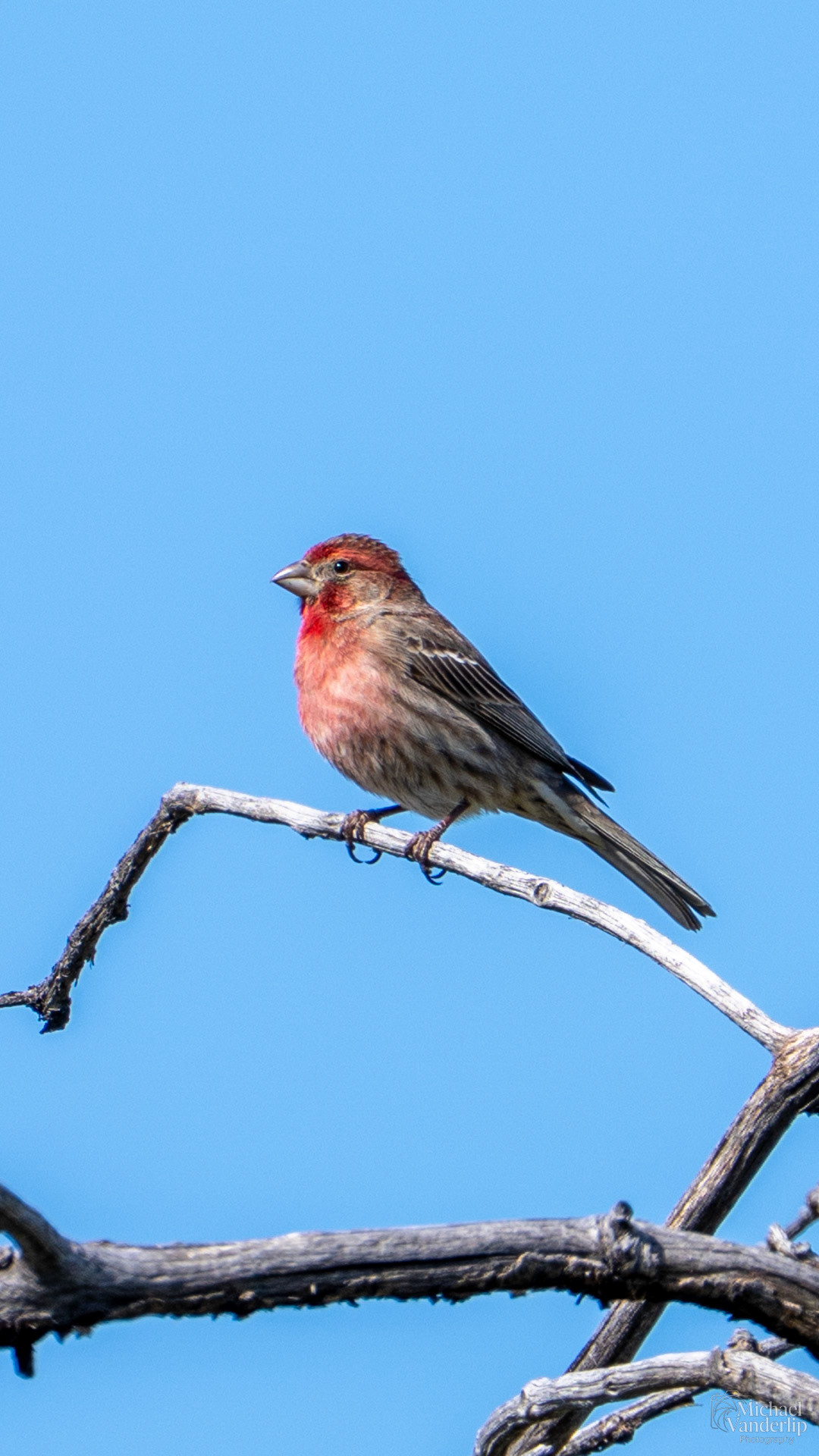 House Finch along the Bear Creek Greenway near Talent, Oregon.