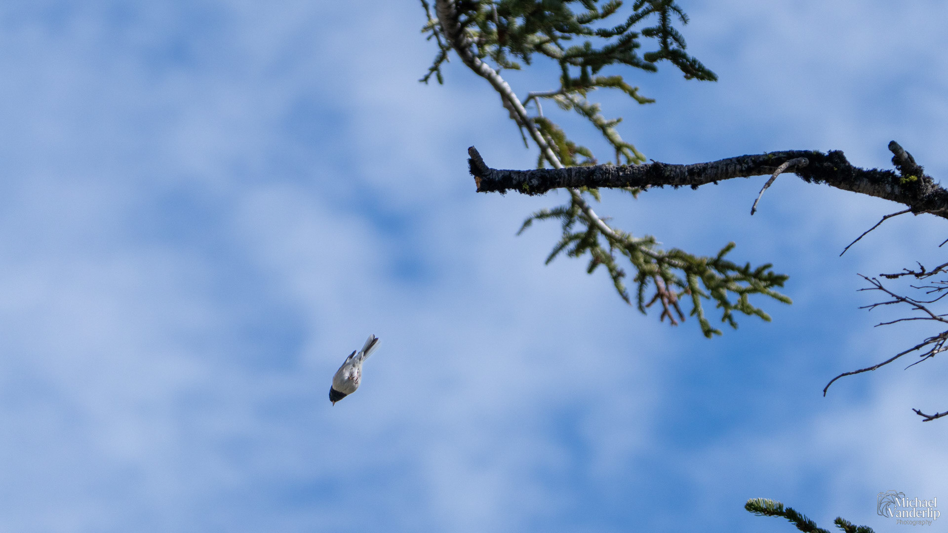 Dark Eyed Junco along the Pacific Crest Trail near Mt. Ashland, Oregon.
