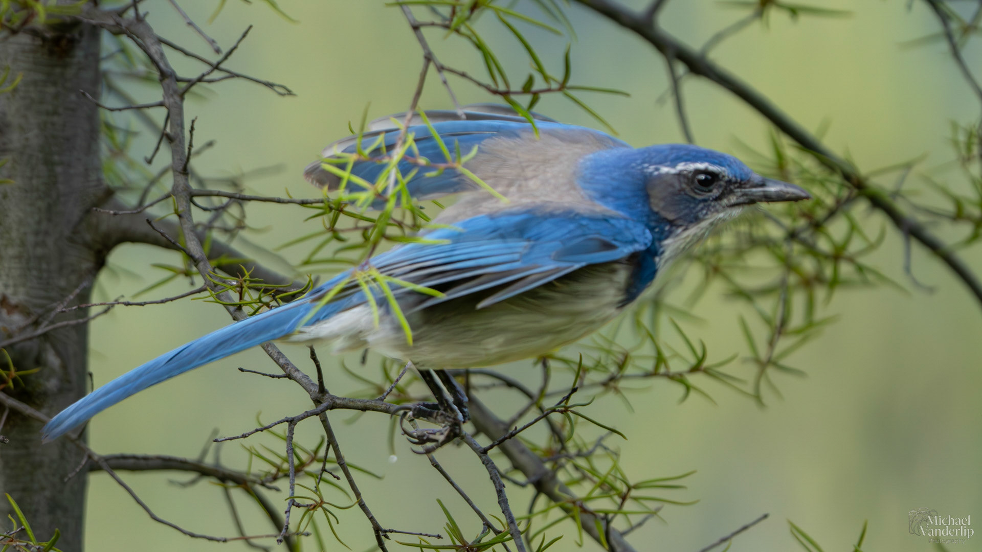 California Scrub Jay along the Bear Creek Greenway near Talent, Oregon.