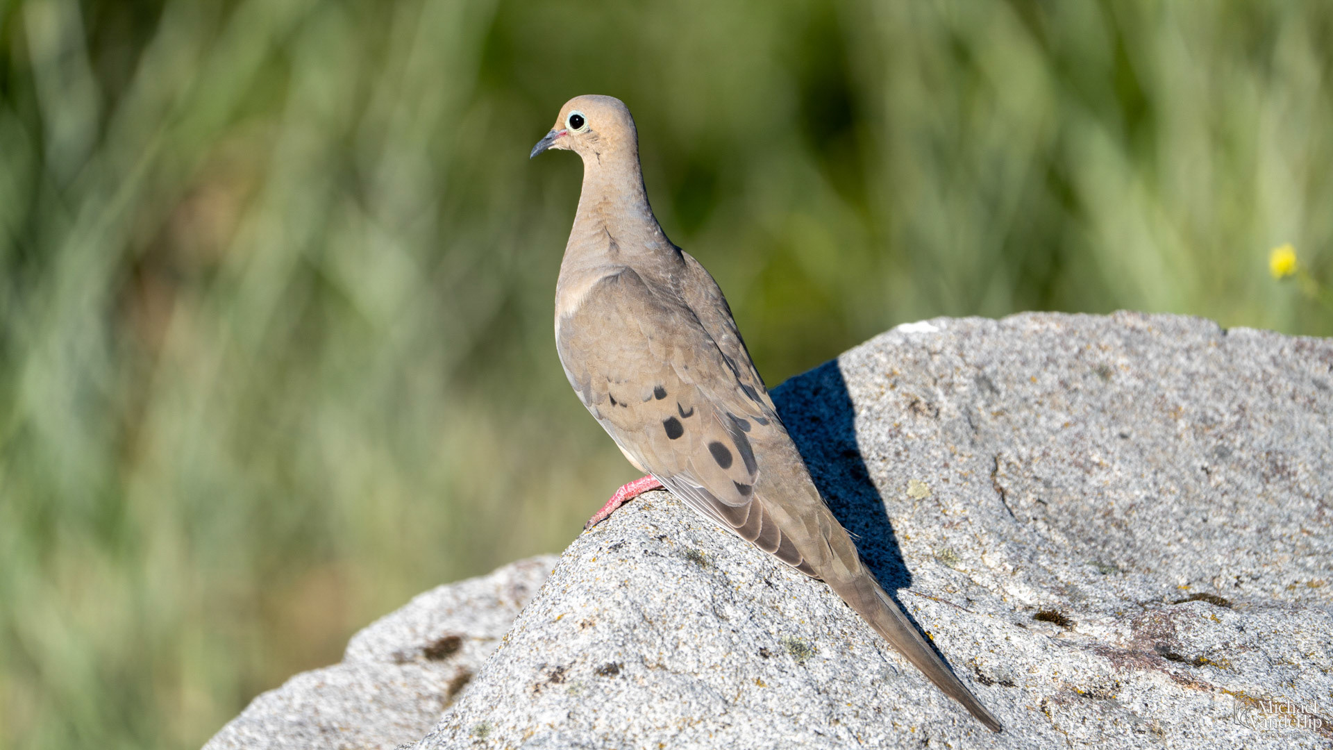 Mourning Dove along the Bear Creek Greenway near Talent, Oregon.