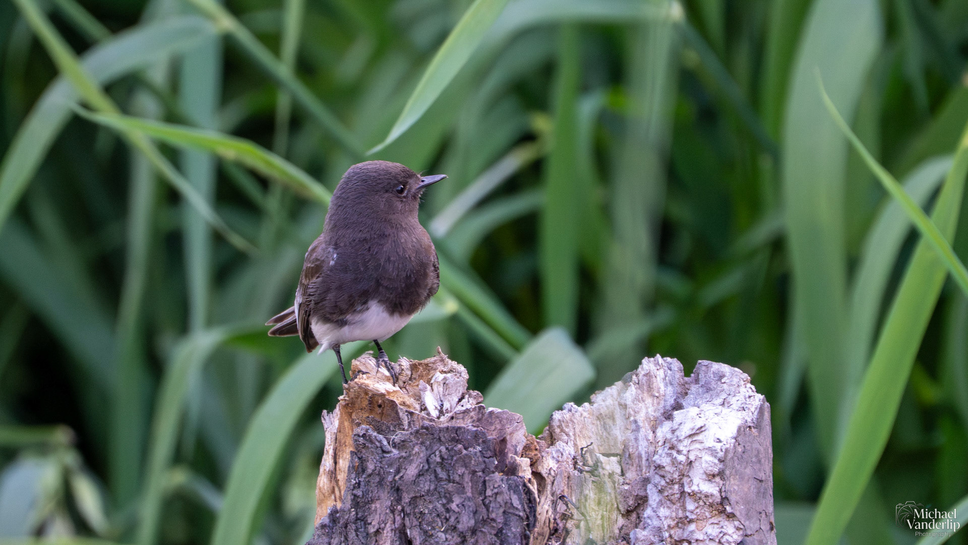 Black Phoebe along the Bear Creek Greenway near Talent, Oregon.